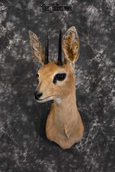 African Steinbok Taxidermy Mount for sale SKU 1530