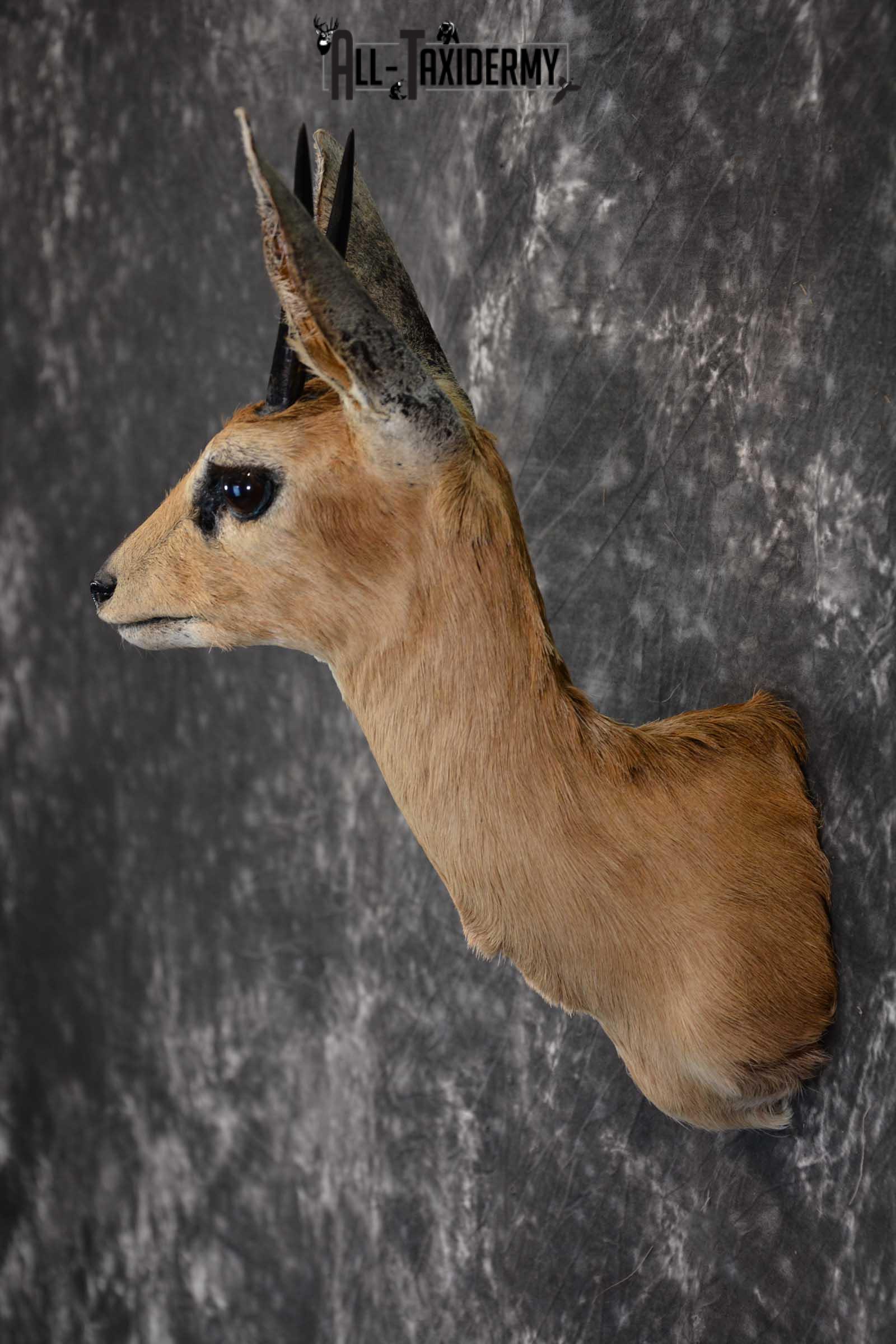 African Steinbok Taxidermy Mount for sale SKU 1530 - Image 7