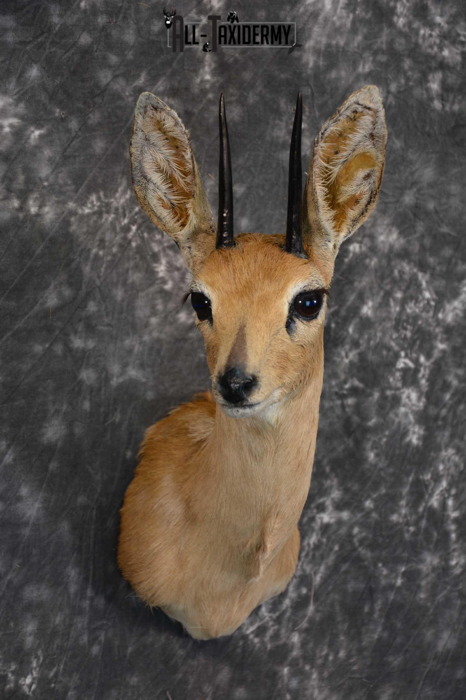 African Steinbok Taxidermy Mount for sale SKU 1530 - Image 6