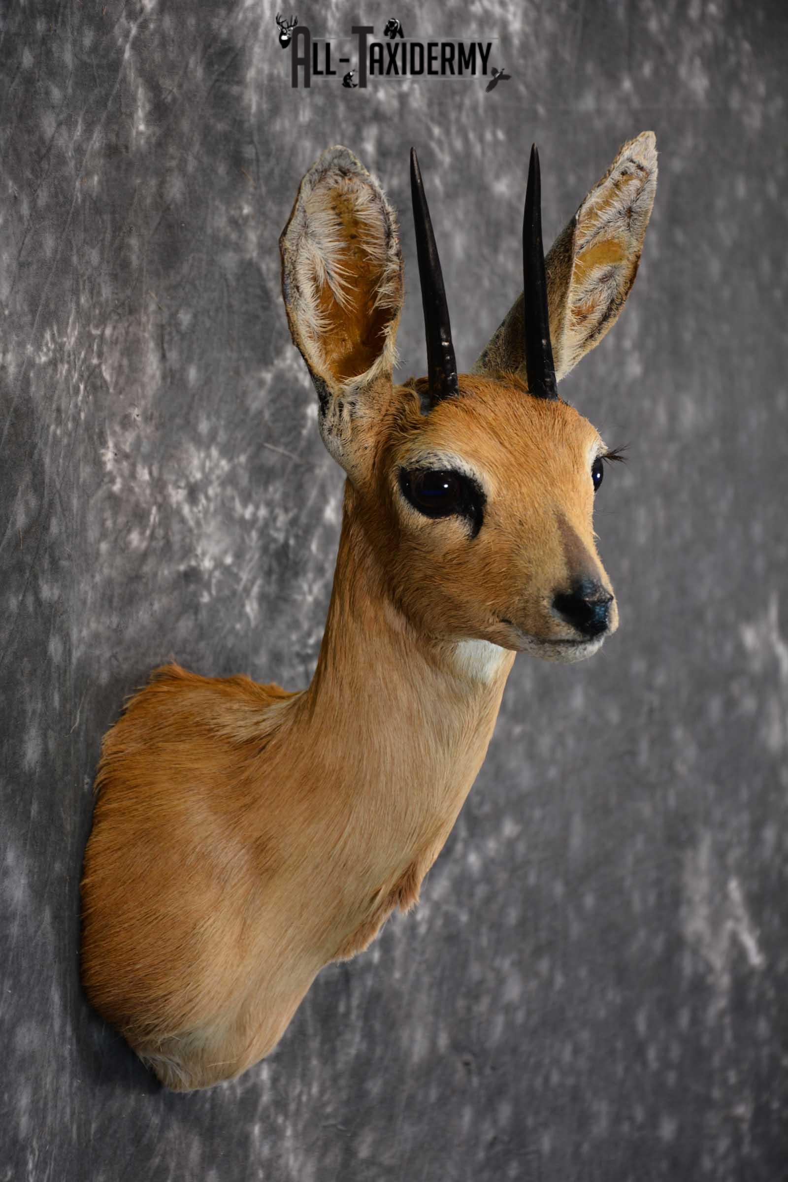 African Steinbok Taxidermy Mount for sale SKU 1530 - Image 5
