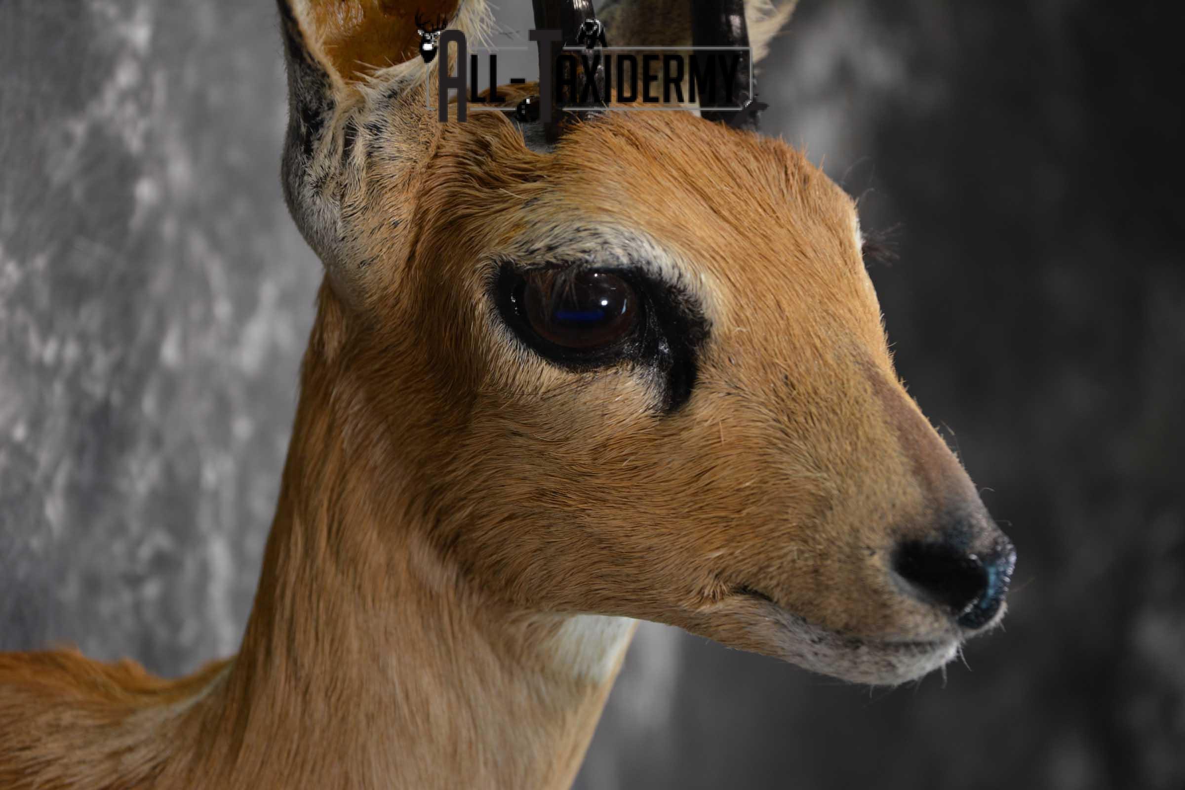 African Steinbok Taxidermy Mount for sale SKU 1530 - Image 4