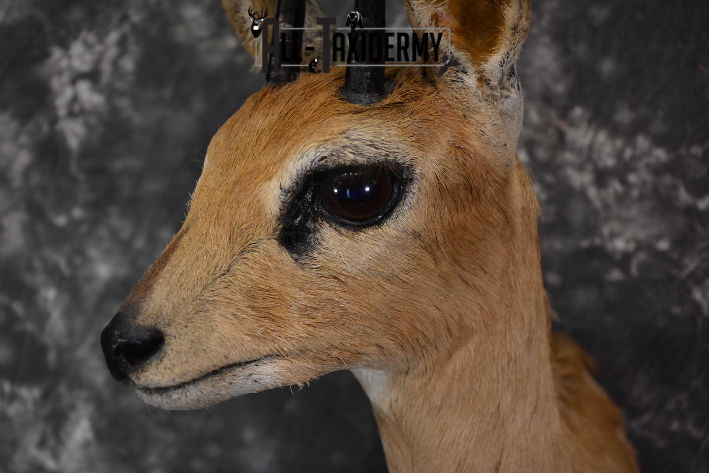 African Steinbok Taxidermy Mount for sale SKU 1530 - Image 3