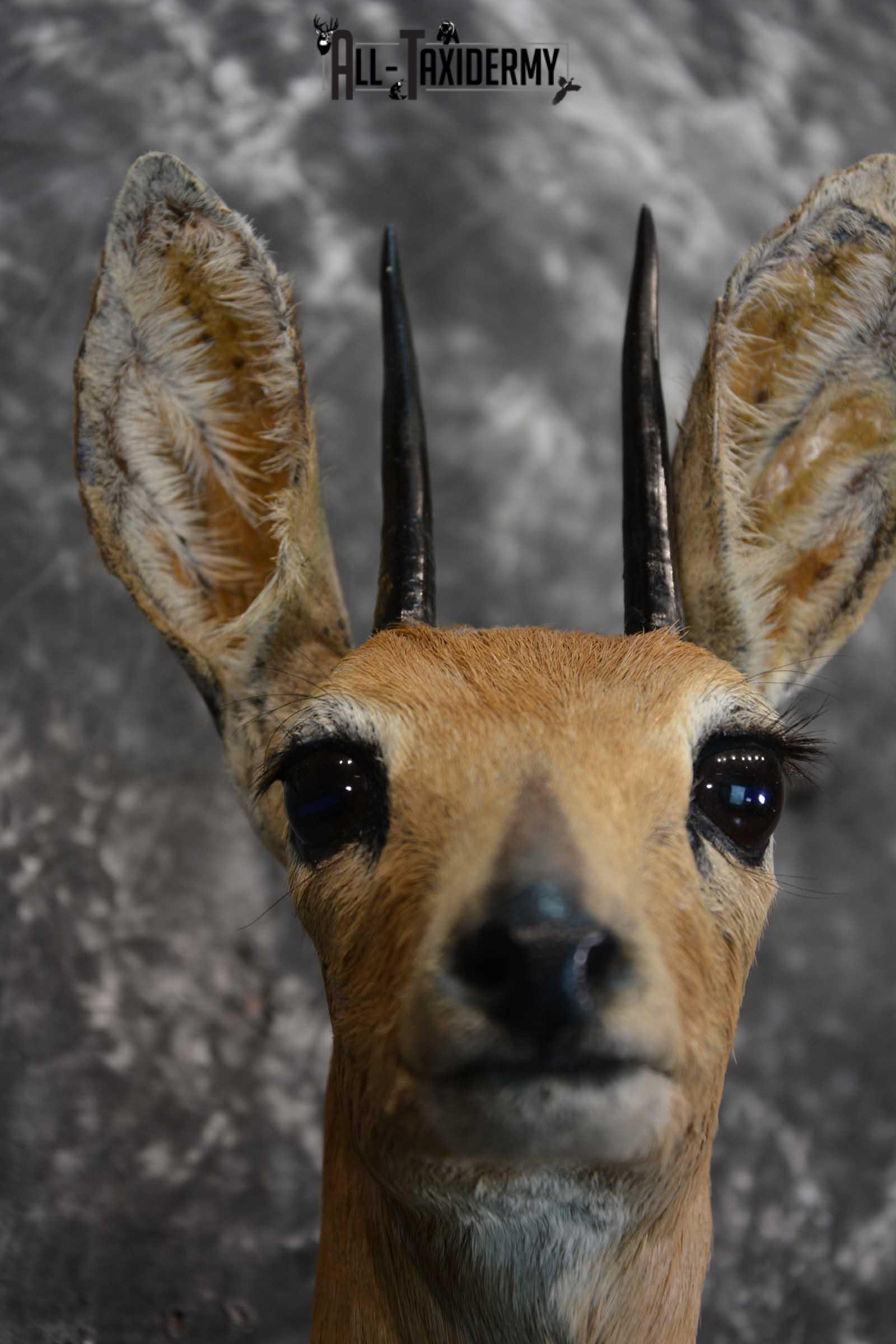 African Steinbok Taxidermy Mount for sale SKU 1530 - Image 2