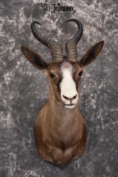 African Chocolate Springbok Taxidermy Shoulder Mount for sale SKU 1531