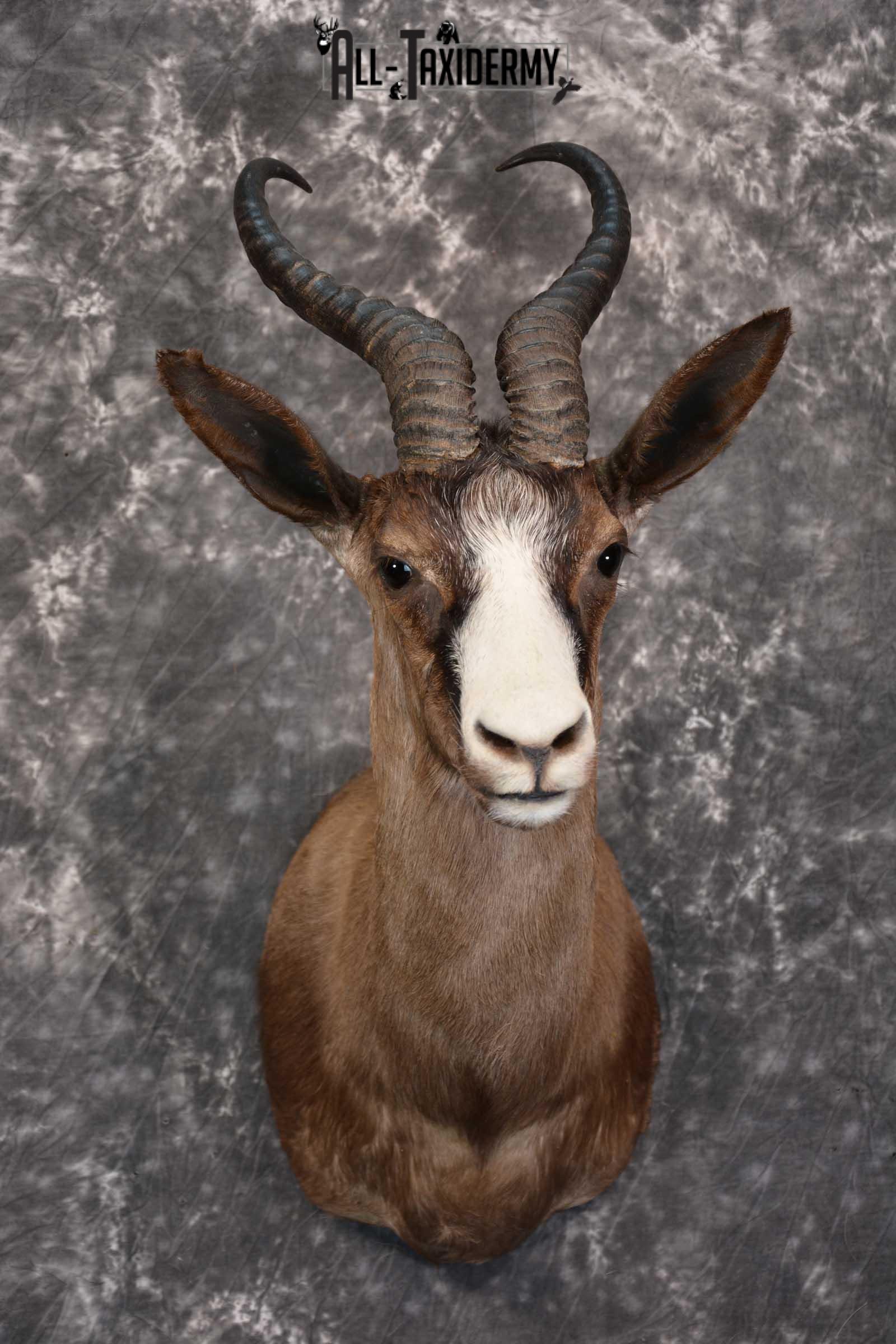 African Chocolate Springbok Taxidermy Shoulder Mount for sale SKU 1531