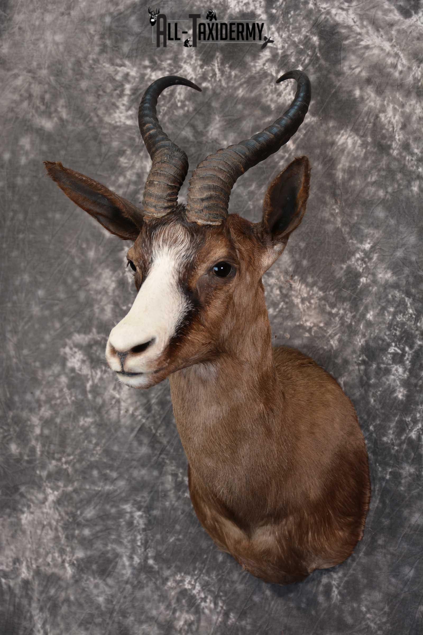 African Chocolate Springbok Taxidermy Shoulder Mount for sale SKU 1531 - Image 8