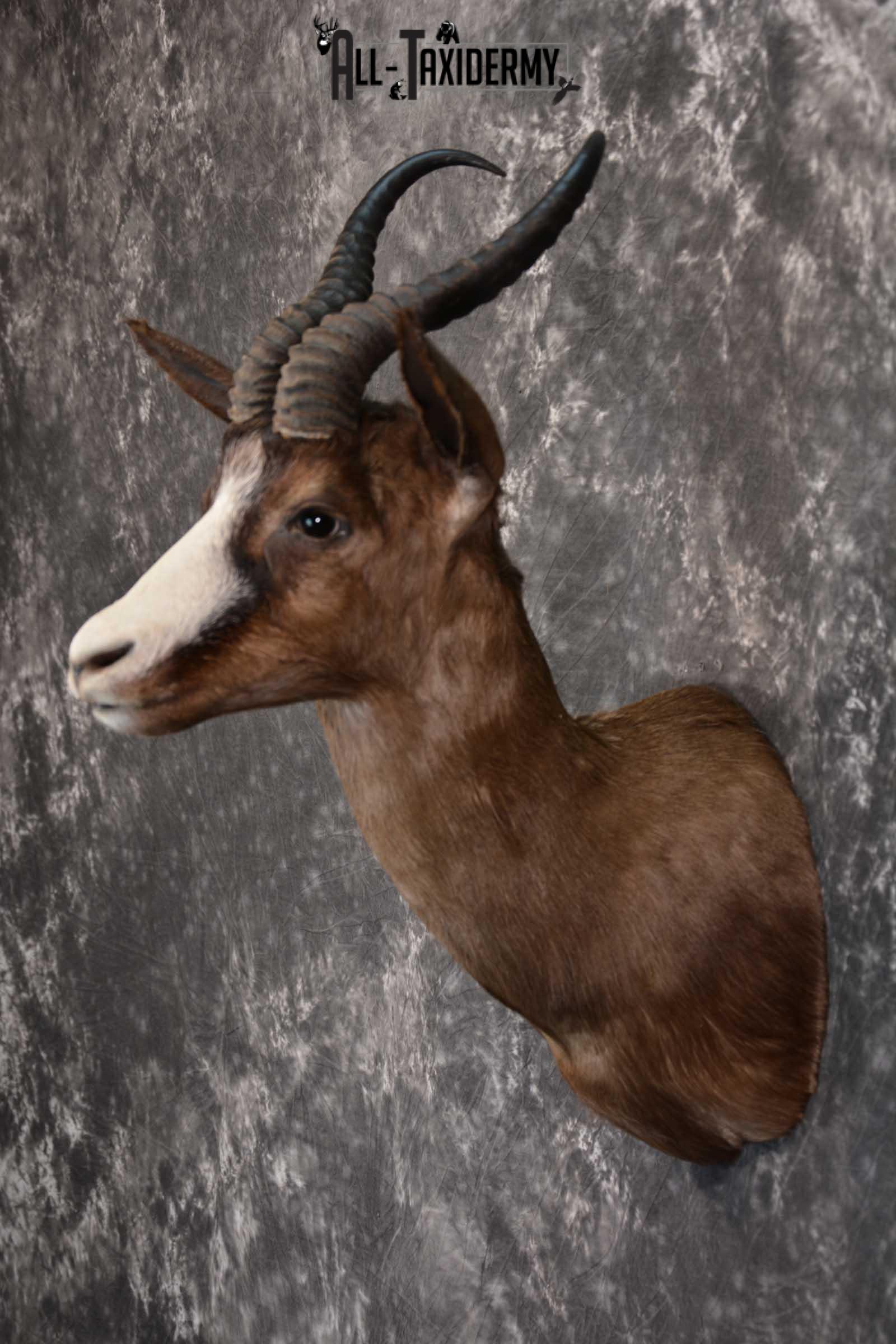 African Chocolate Springbok Taxidermy Shoulder Mount for sale SKU 1531 - Image 7