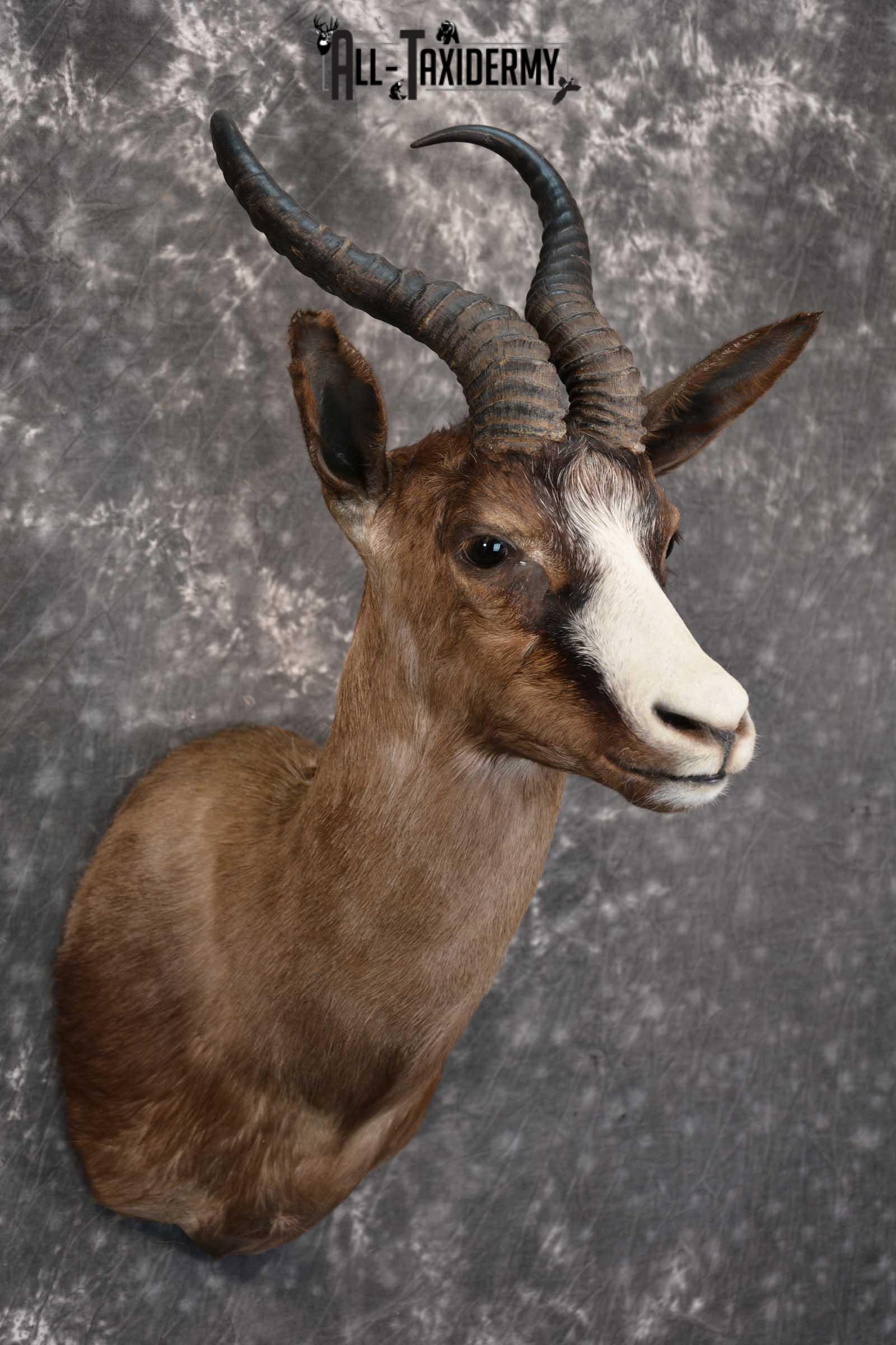 African Chocolate Springbok Taxidermy Shoulder Mount for sale SKU 1531 - Image 6