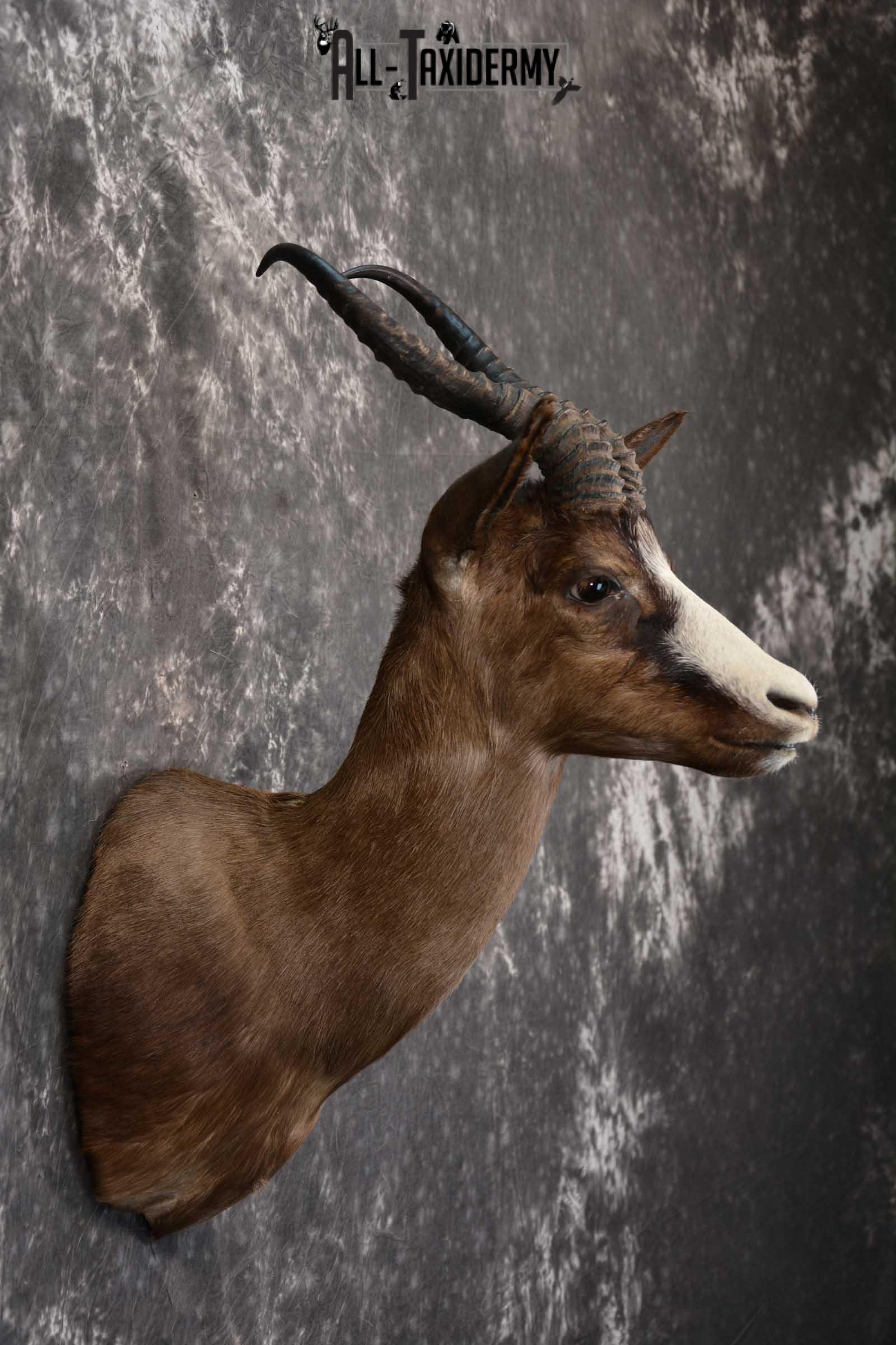 African Chocolate Springbok Taxidermy Shoulder Mount for sale SKU 1531 - Image 5