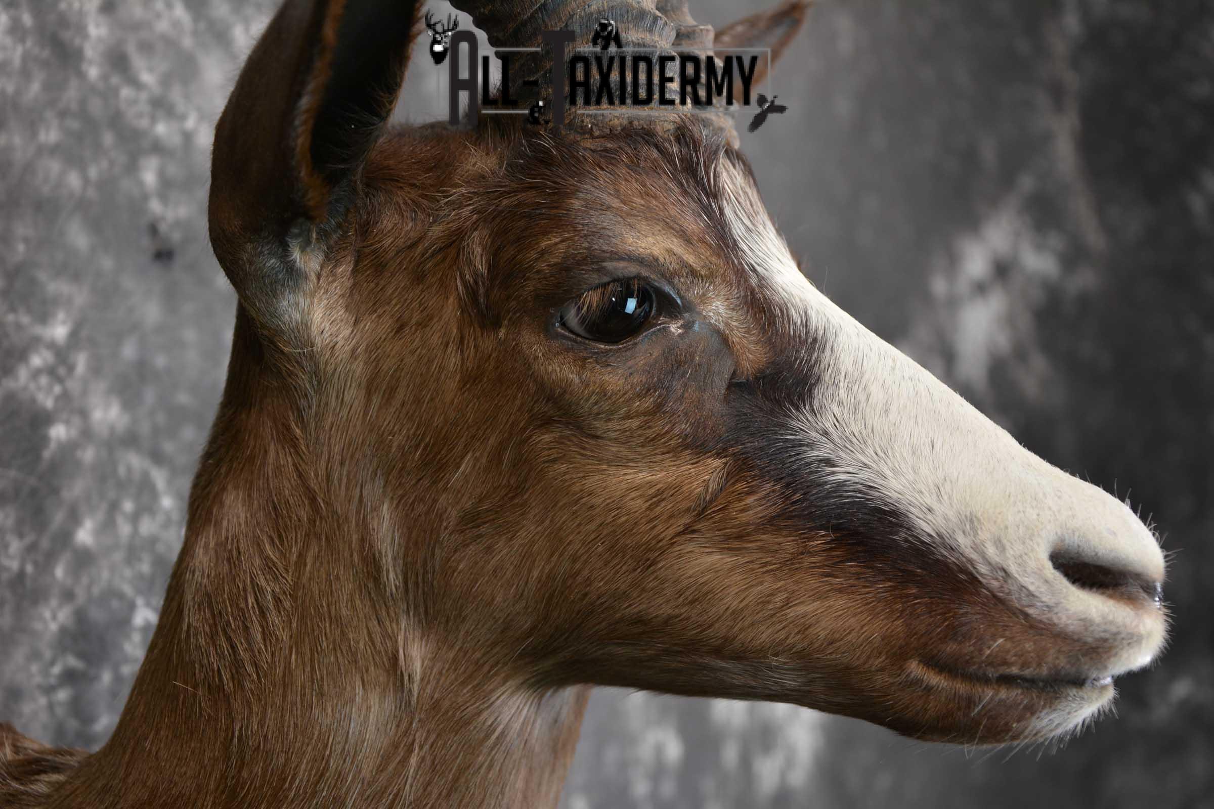 African Chocolate Springbok Taxidermy Shoulder Mount for sale SKU 1531 - Image 4