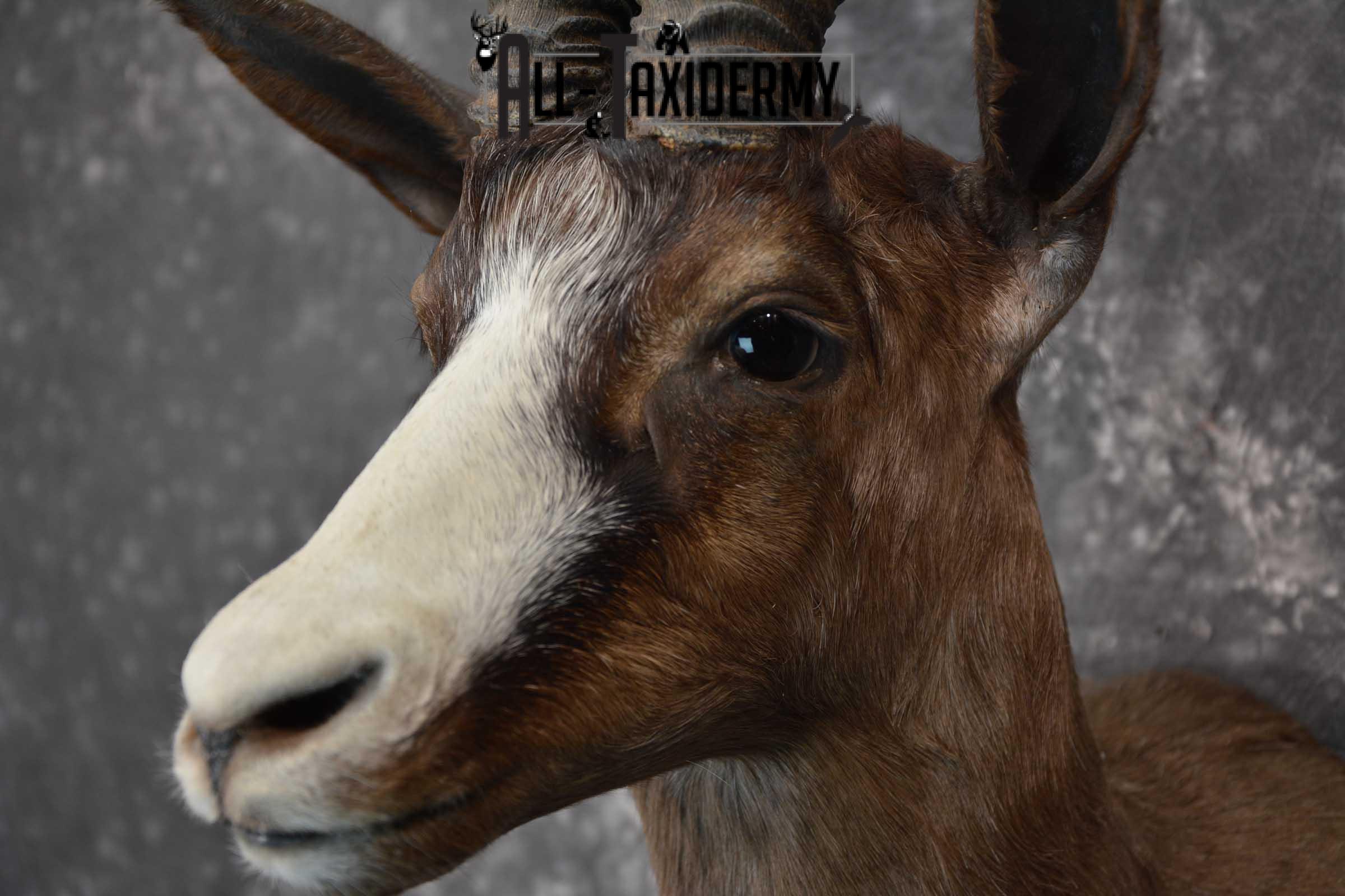 African Chocolate Springbok Taxidermy Shoulder Mount for sale SKU 1531 - Image 3