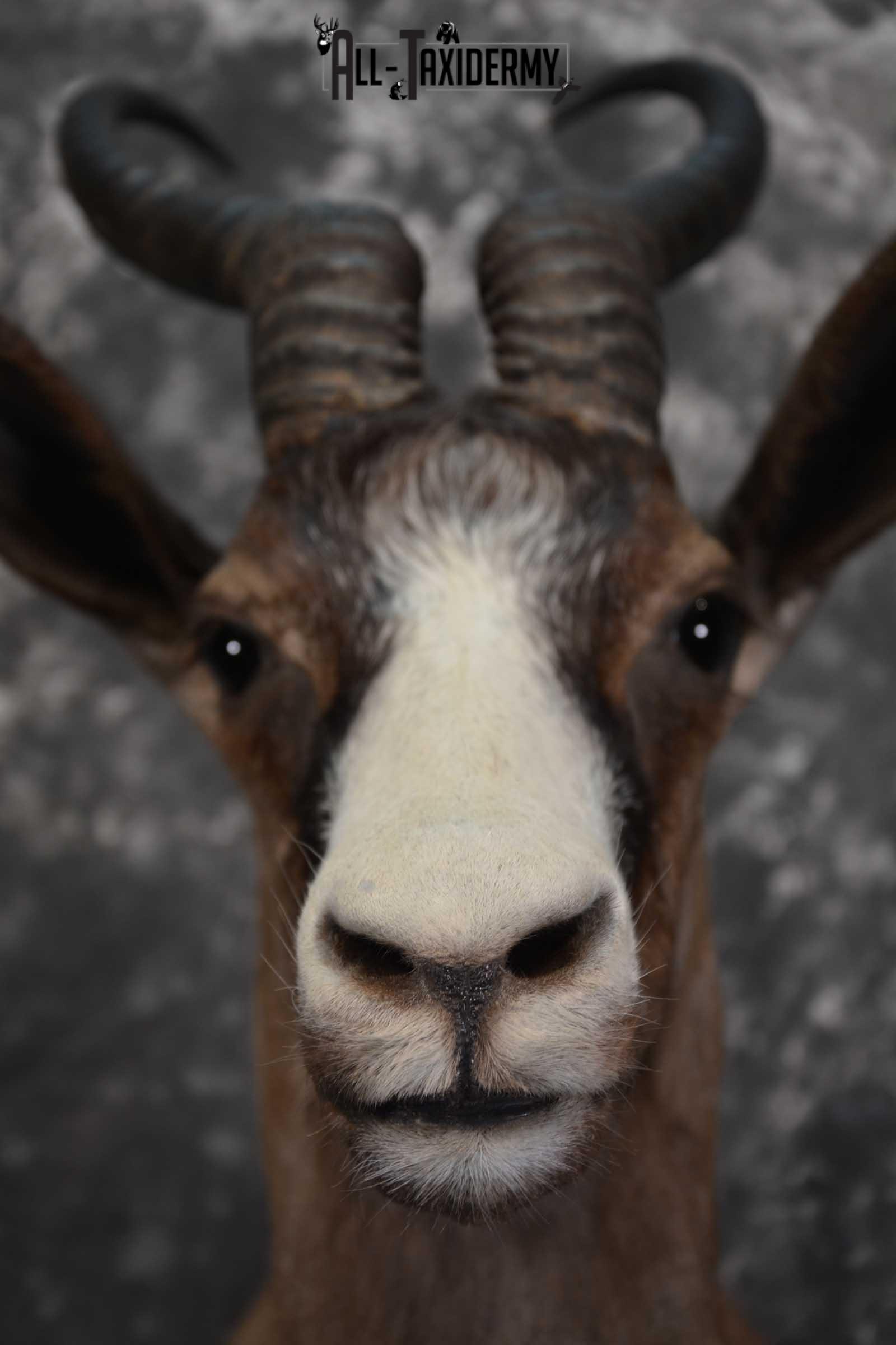 African Chocolate Springbok Taxidermy Shoulder Mount for sale SKU 1531 - Image 2