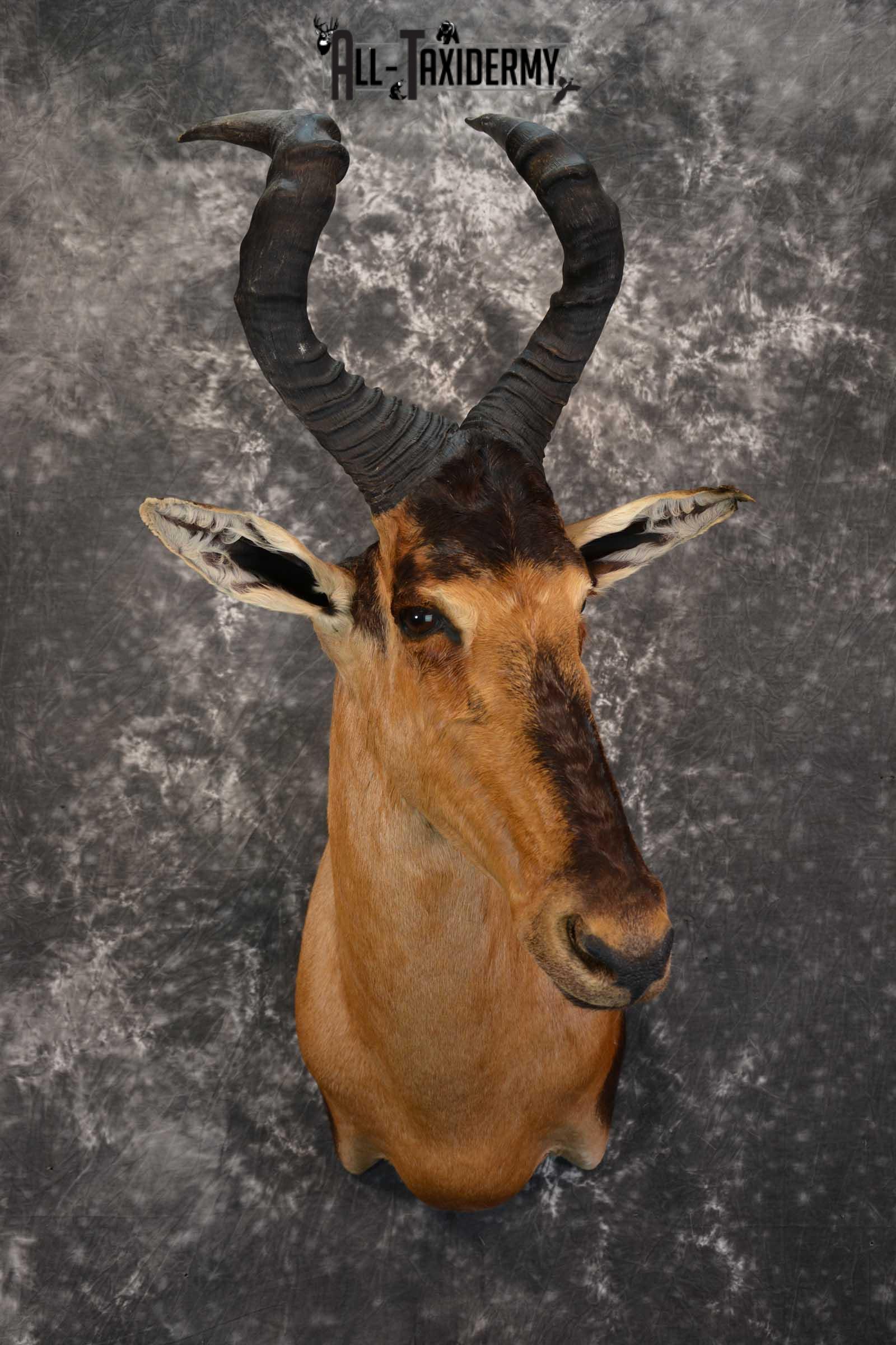 African Hartebeest Taxidermy Mount for sale SKU 1507