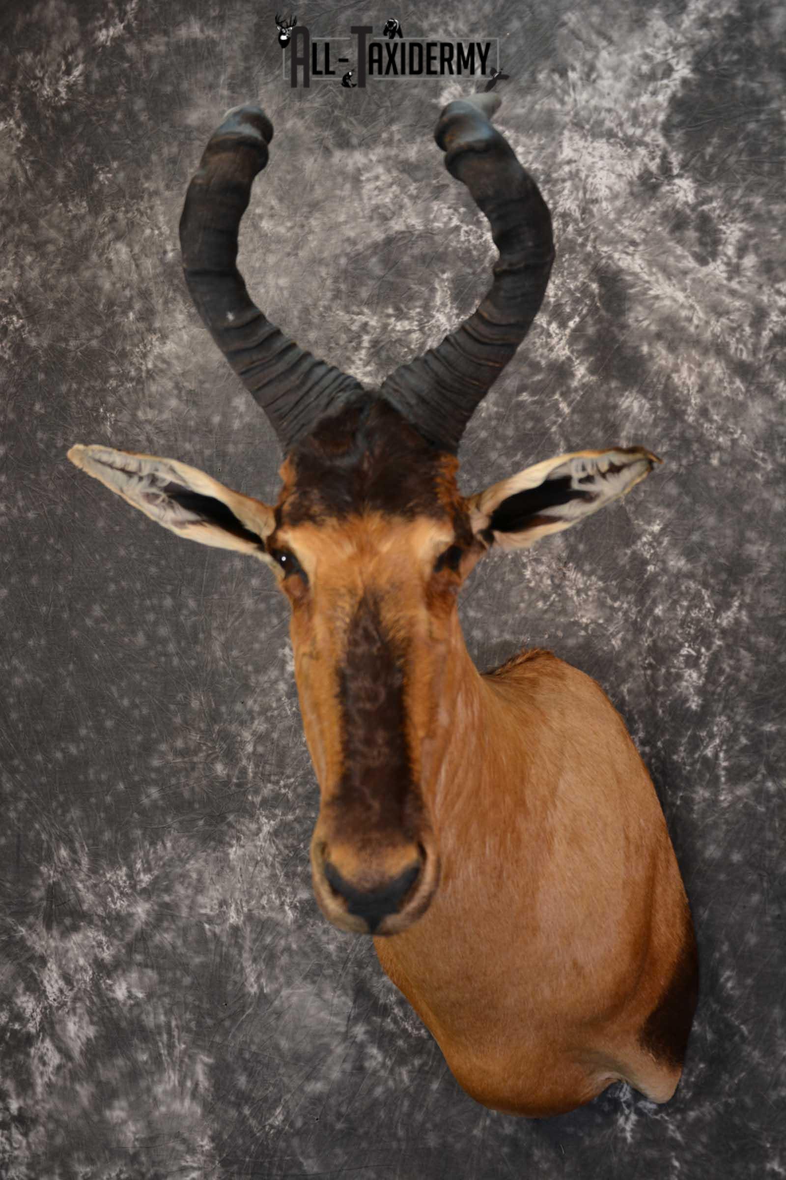 African Hartebeest Taxidermy Mount for sale SKU 1507 - Image 8
