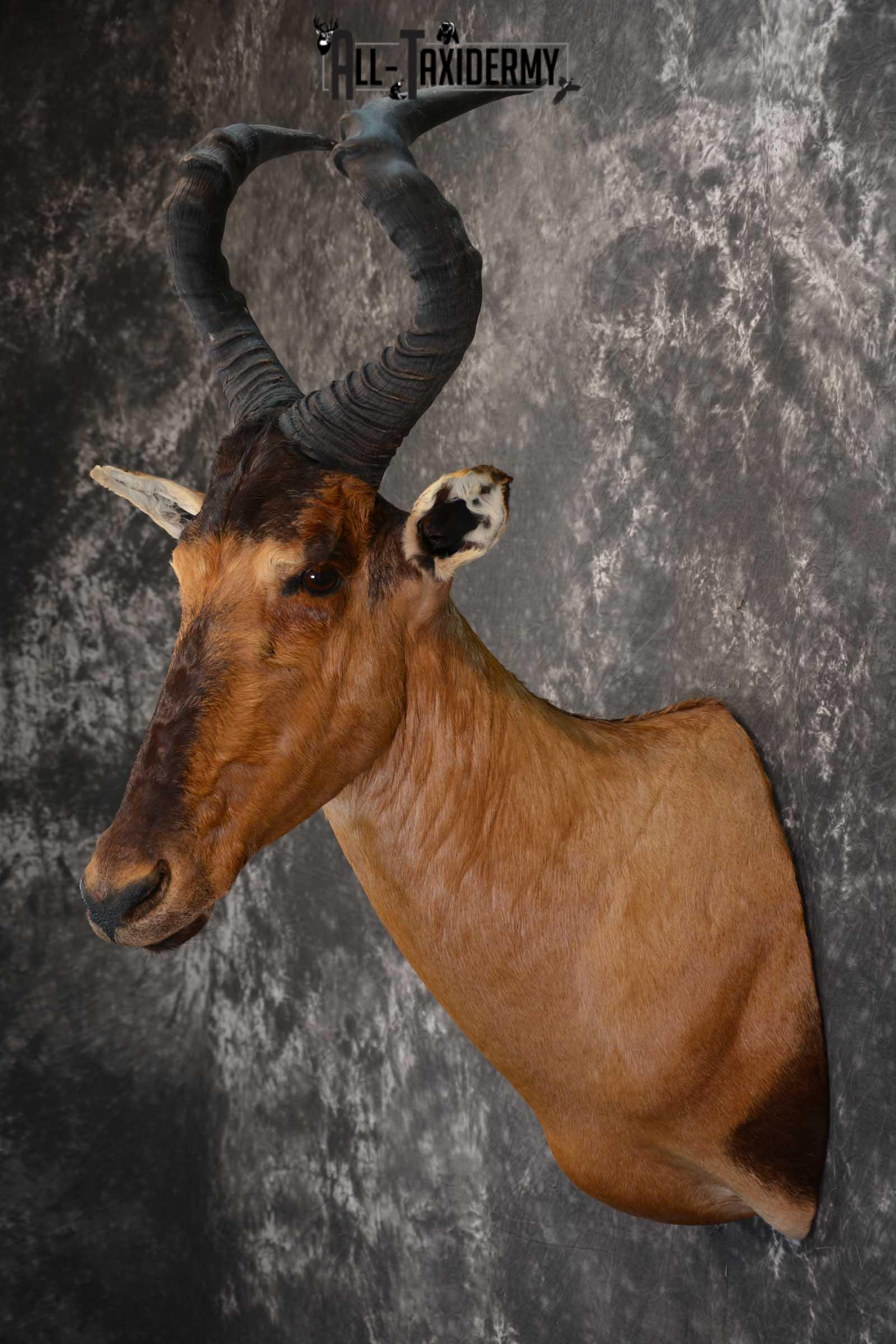 African Hartebeest Taxidermy Mount for sale SKU 1507 - Image 7