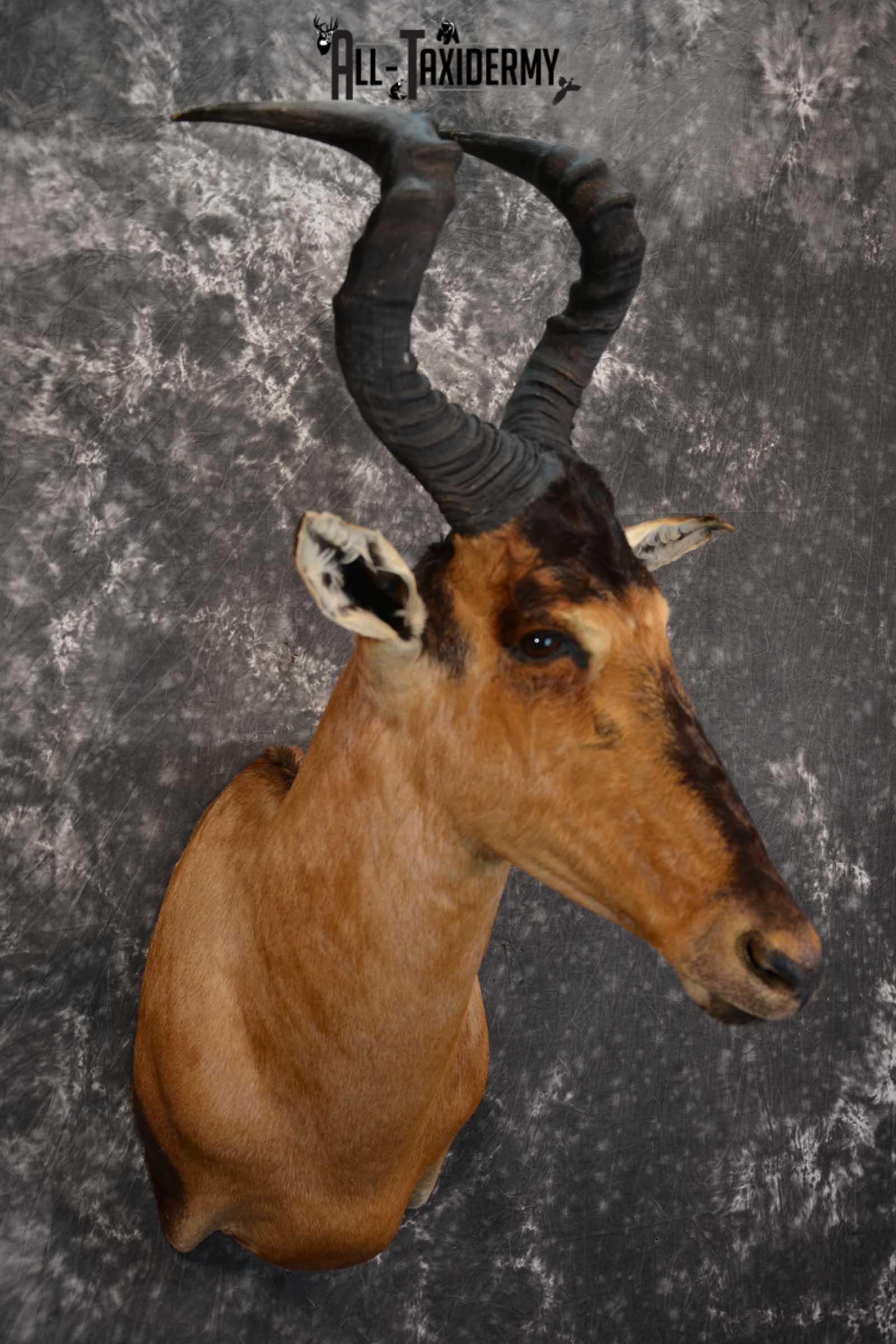 African Hartebeest Taxidermy Mount for sale SKU 1507 - Image 6