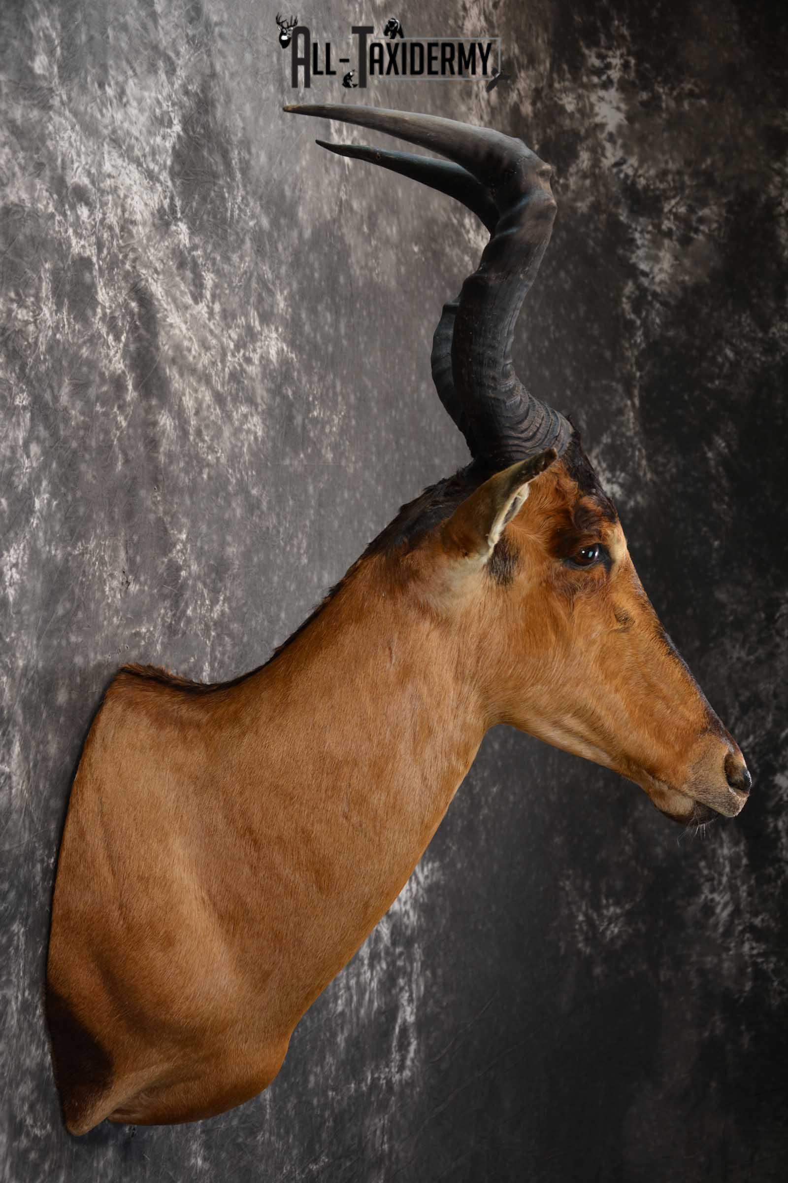 African Hartebeest Taxidermy Mount for sale SKU 1507 - Image 5