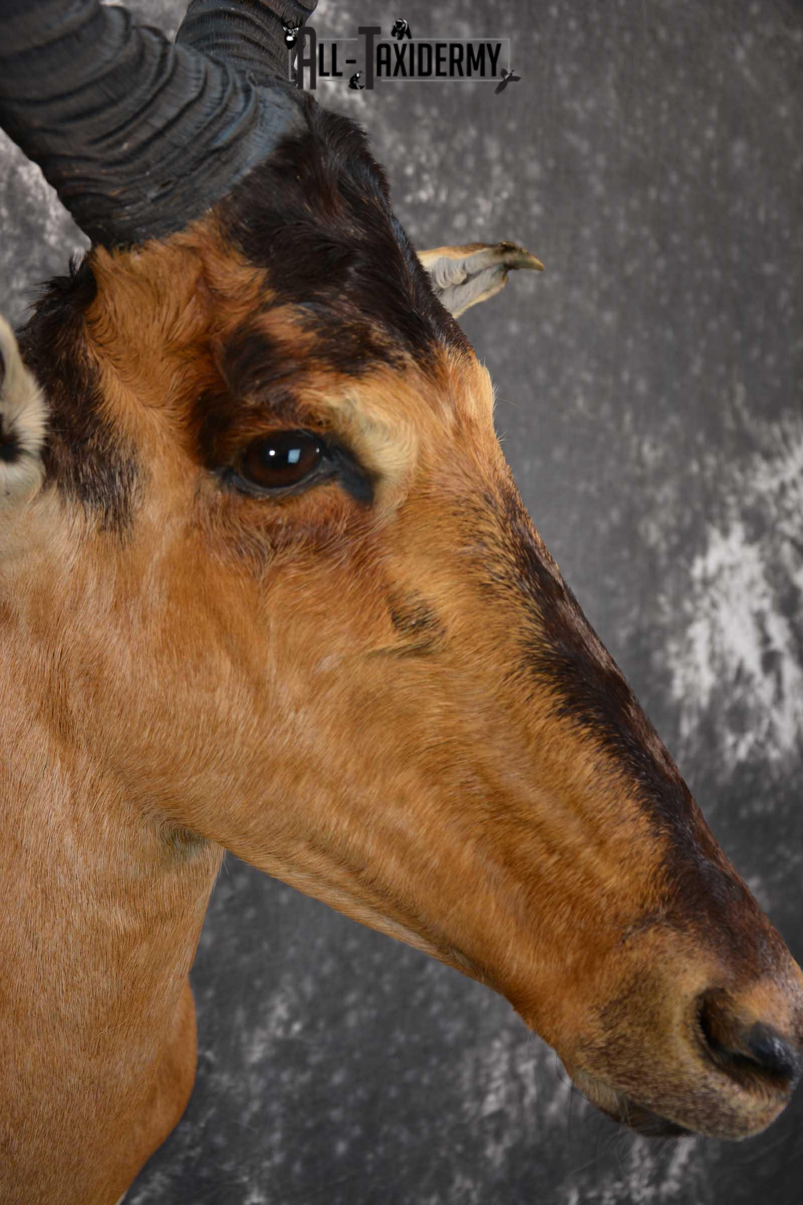 African Hartebeest Taxidermy Mount for sale SKU 1507 - Image 4