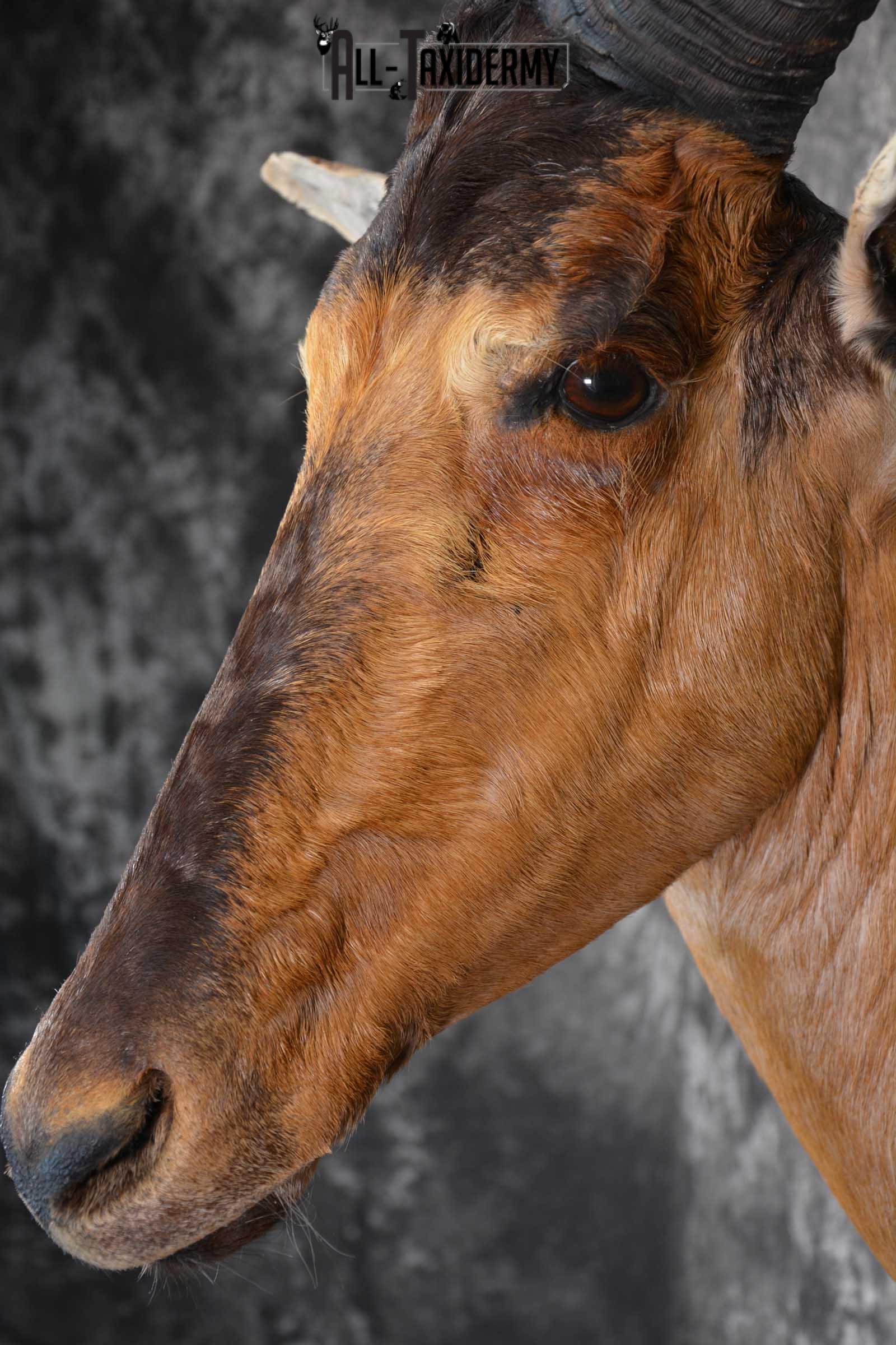African Hartebeest Taxidermy Mount for sale SKU 1507 - Image 3