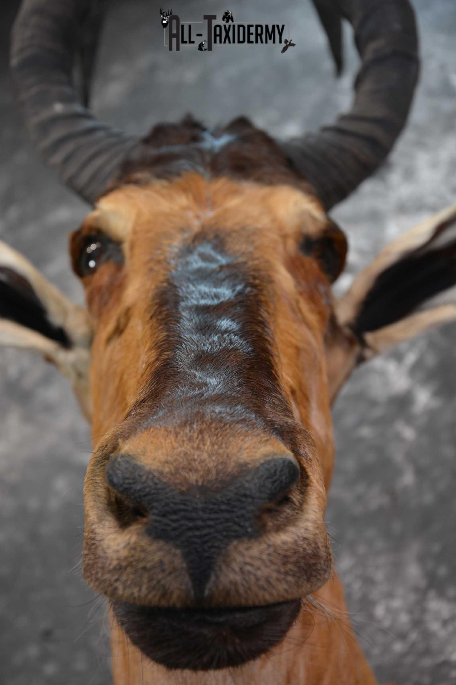 African Hartebeest Taxidermy Mount for sale SKU 1507 - Image 2
