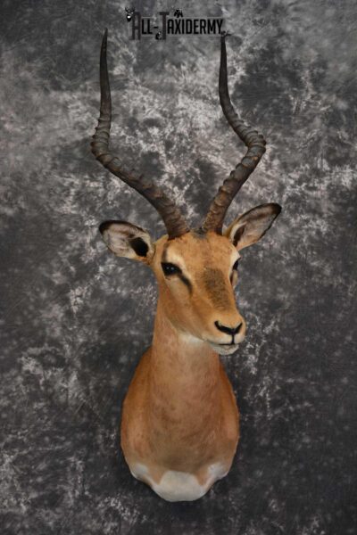 African Impala Taxidermy Mount for sale SKU 1502