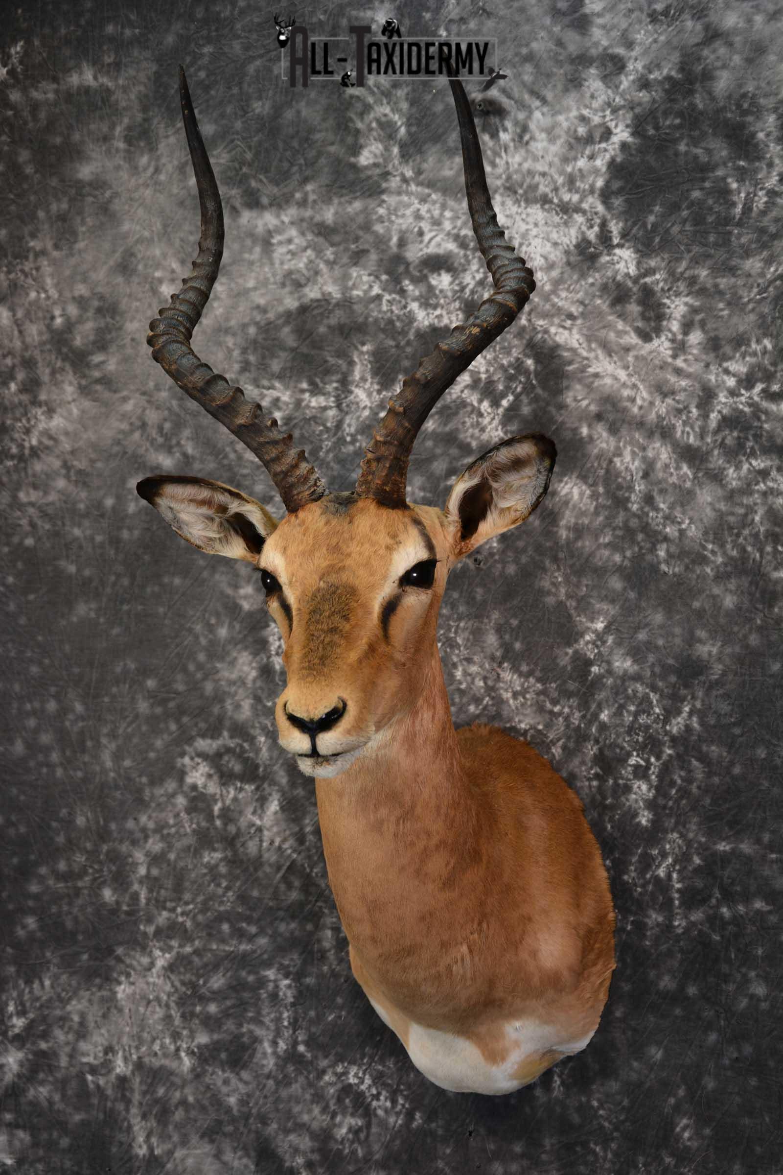 African Impala Taxidermy Mount for sale SKU 1502 All Taxidermy