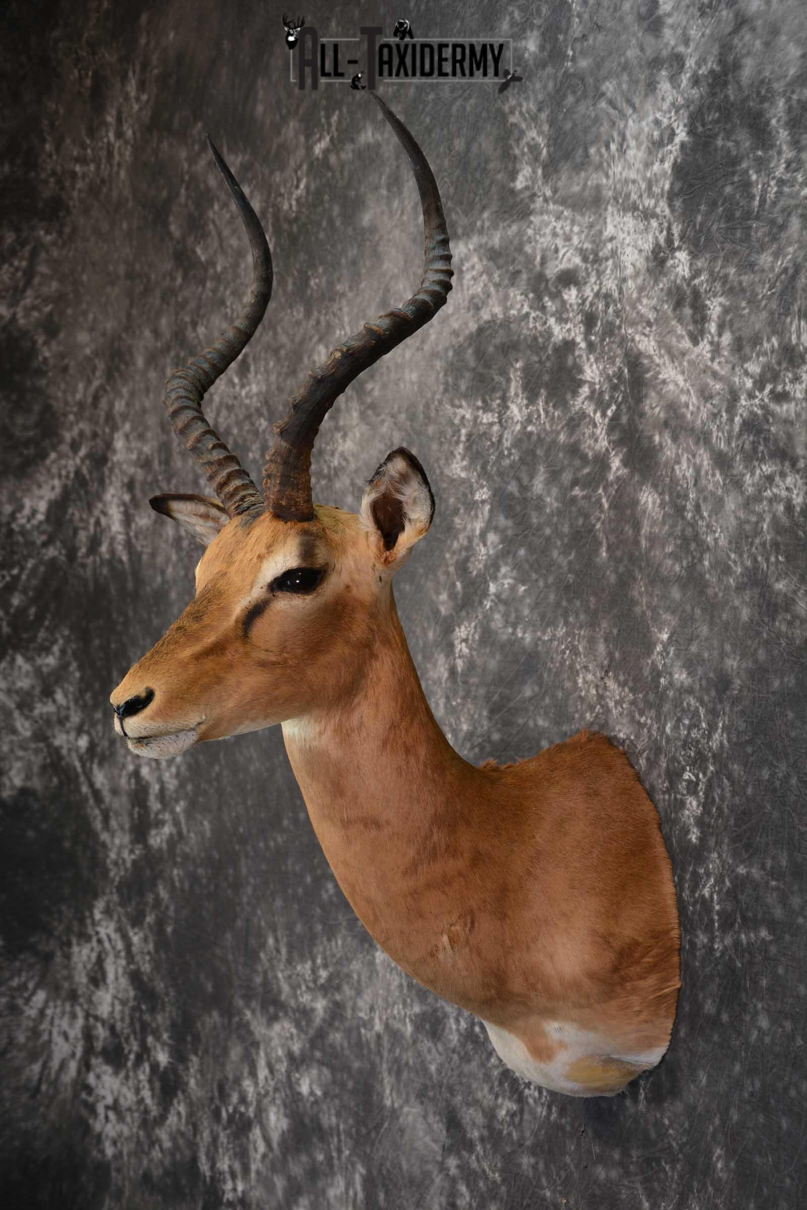 African Impala Taxidermy Mount for sale SKU 1502 - Image 7