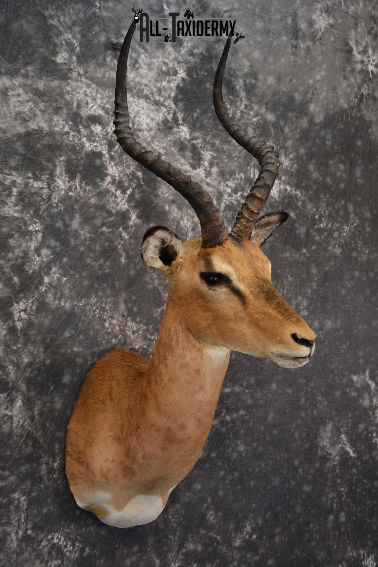 African Impala Taxidermy Mount for sale SKU 1502 - Image 6