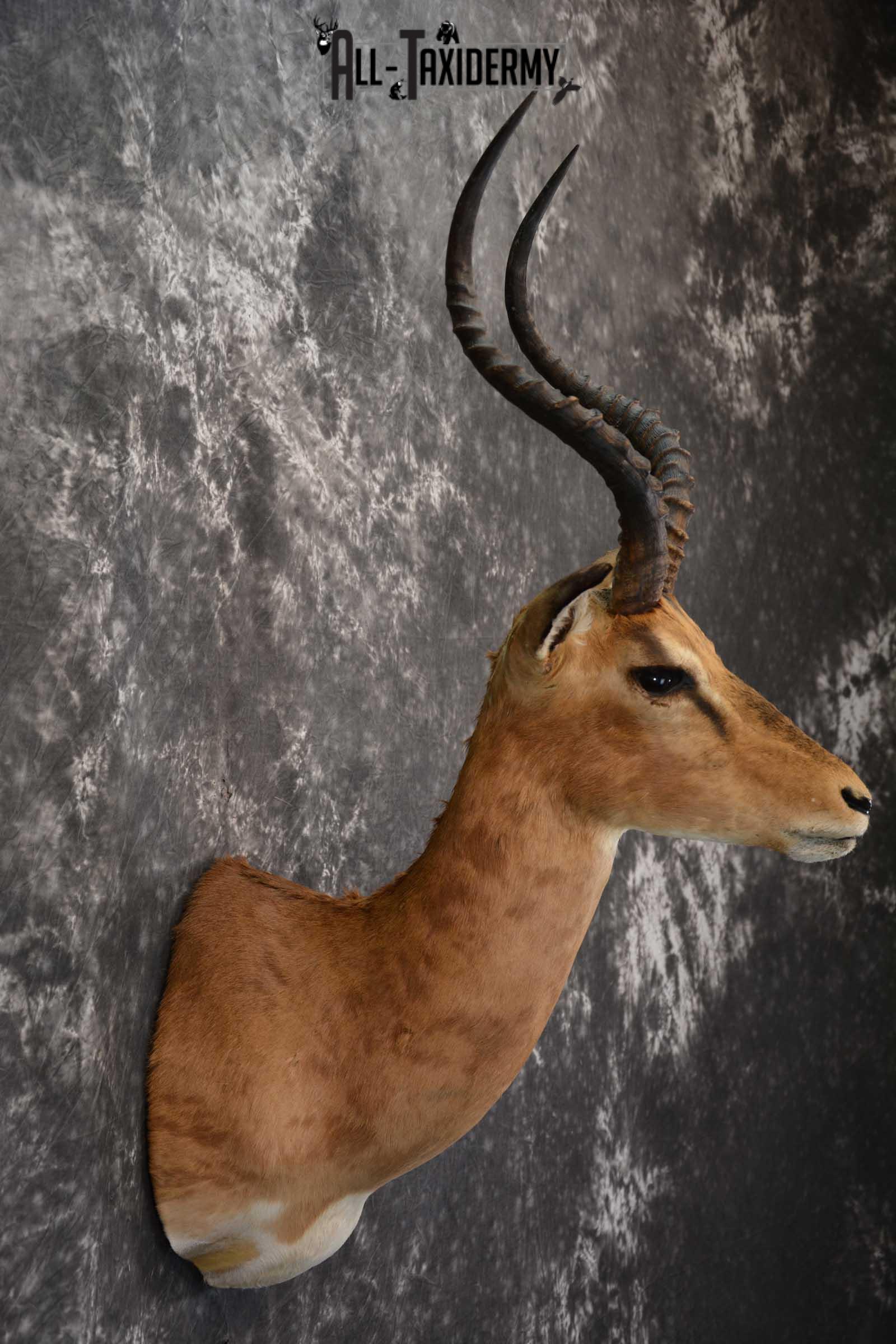 African Impala Taxidermy Mount for sale SKU 1502 - Image 5