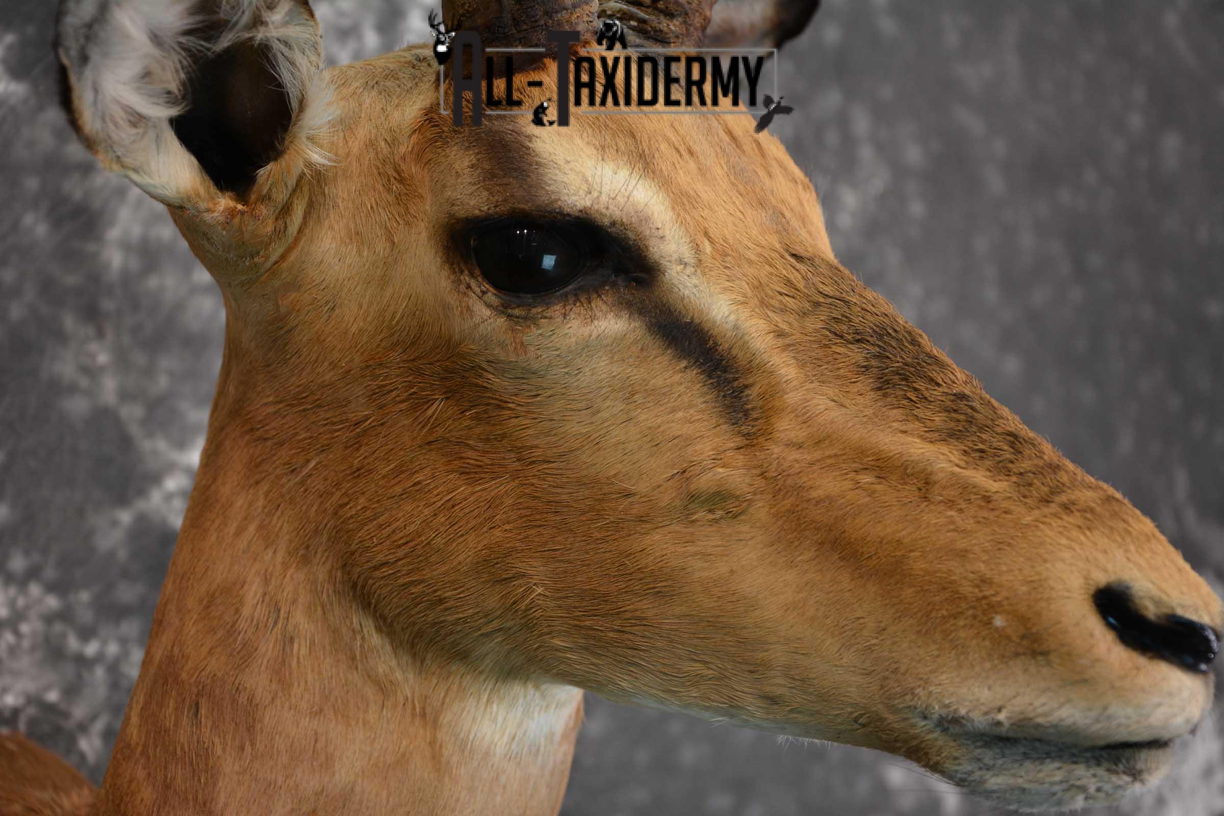 African Impala Taxidermy Mount for sale SKU 1502 - Image 4