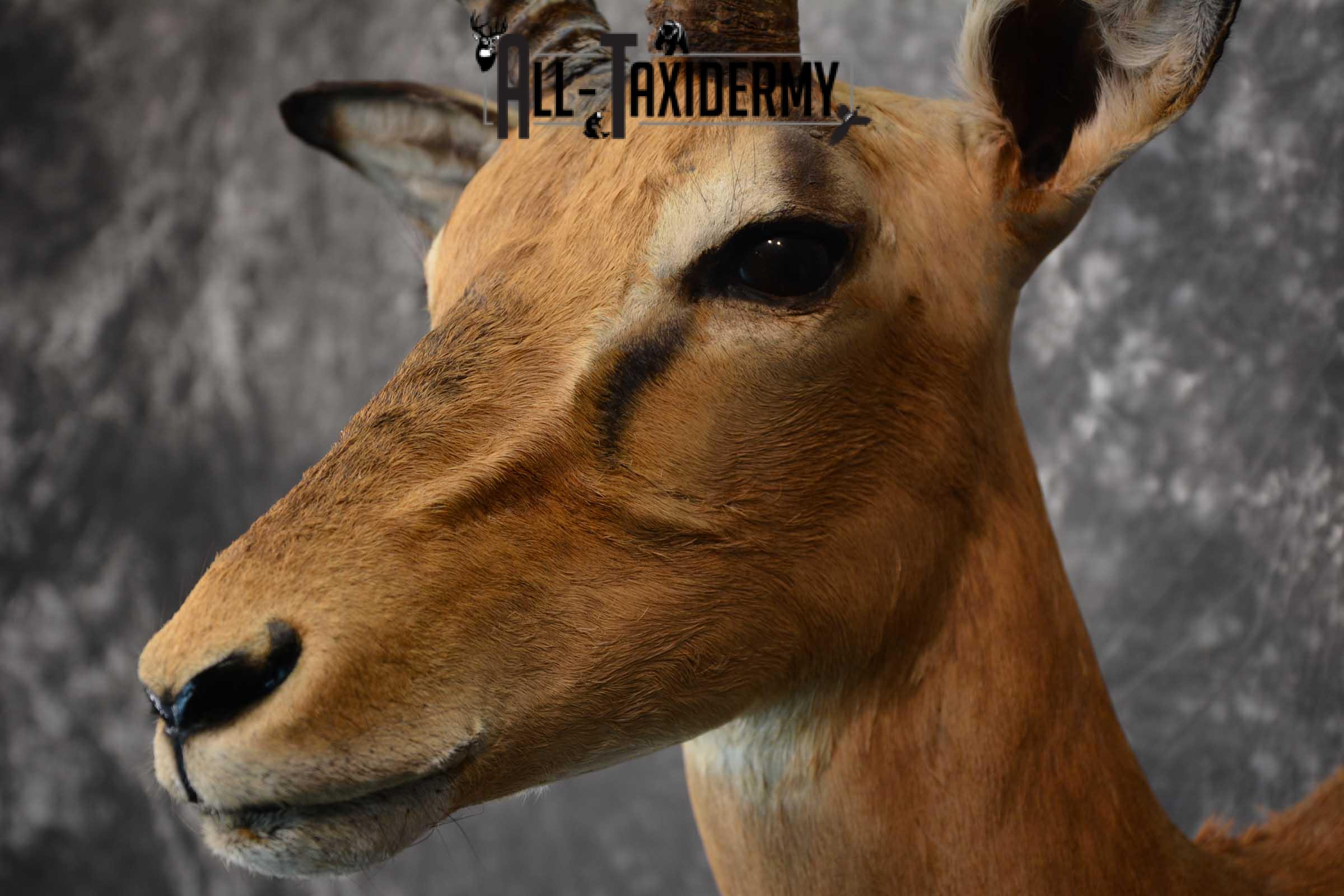 African Impala Taxidermy Mount for sale SKU 1502 - Image 3