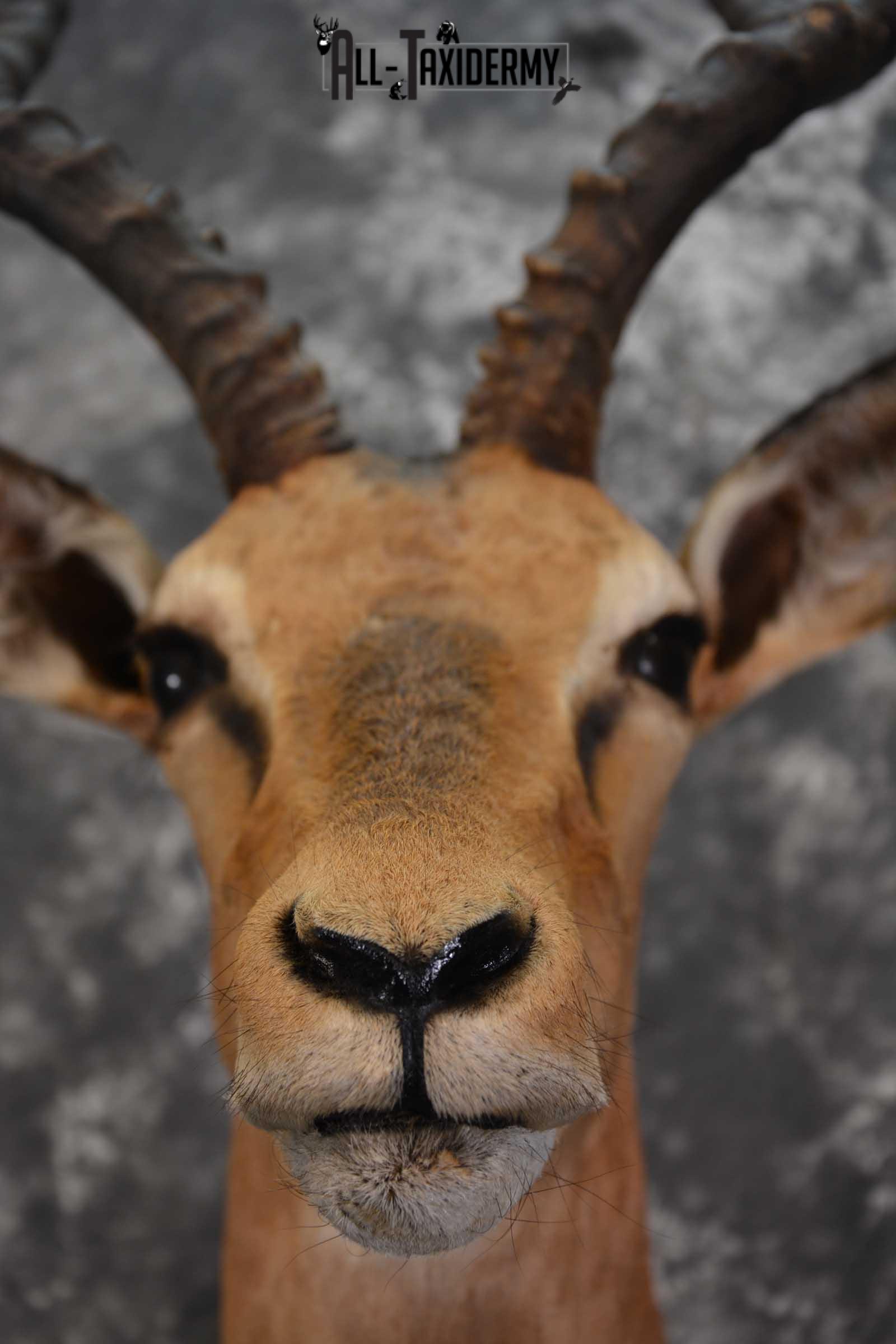 African Impala Taxidermy Mount for sale SKU 1502 - Image 2