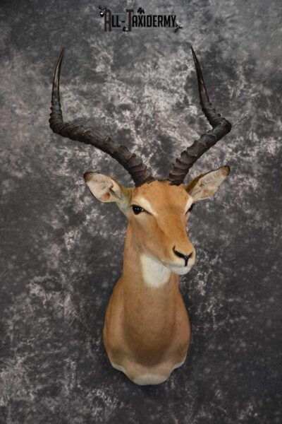 African Impala Taxidermy Mount for sale SKU 1500