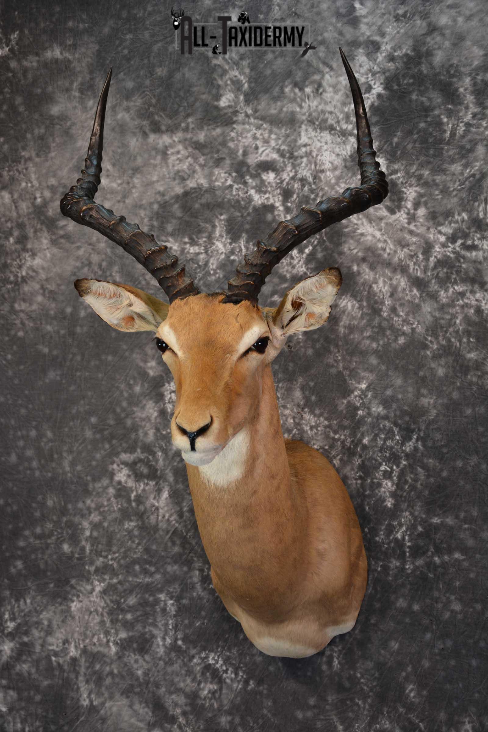 African Impala Taxidermy Mount for sale SKU 1500 - Image 8