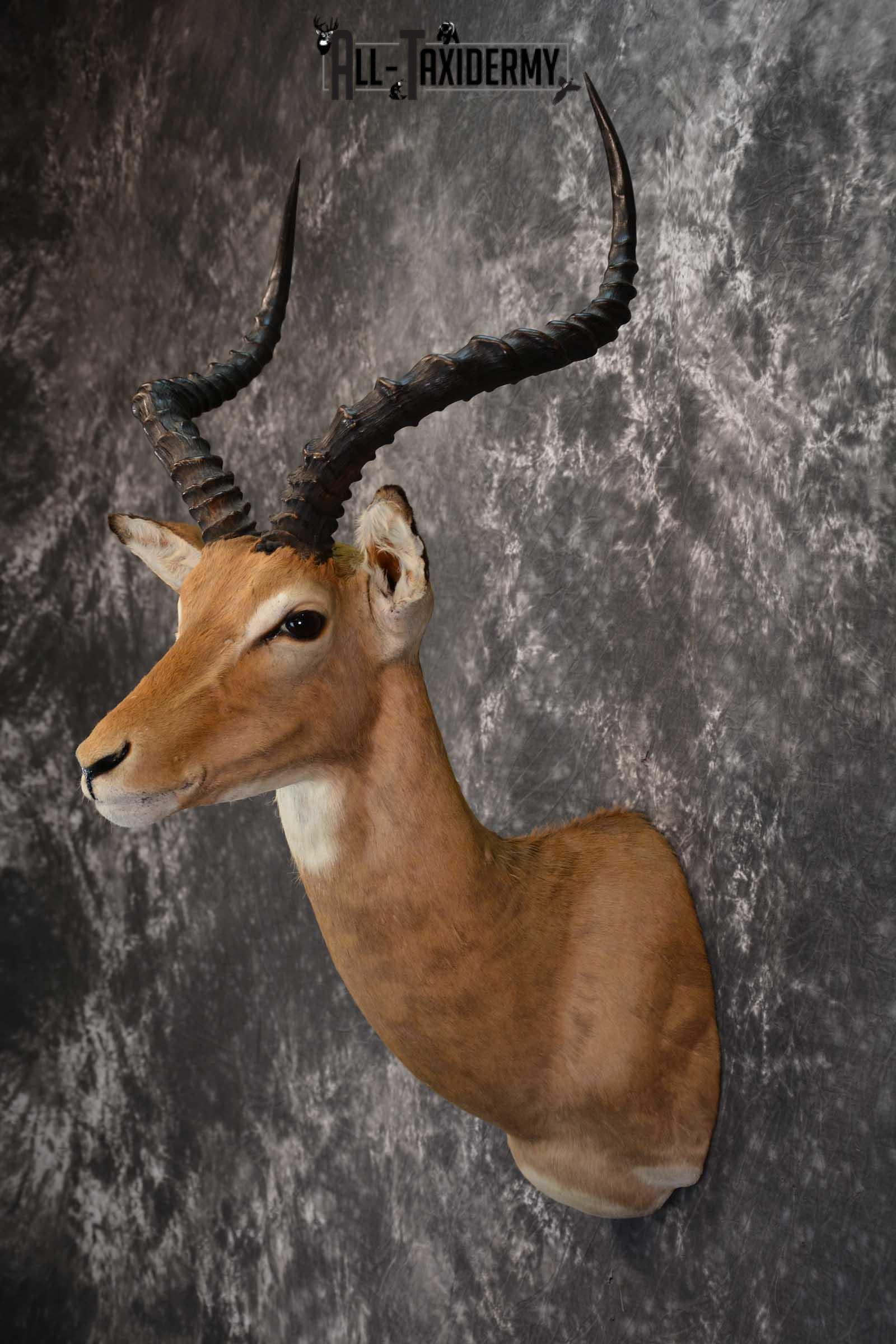 African Impala Taxidermy Mount for sale SKU 1500 - Image 7