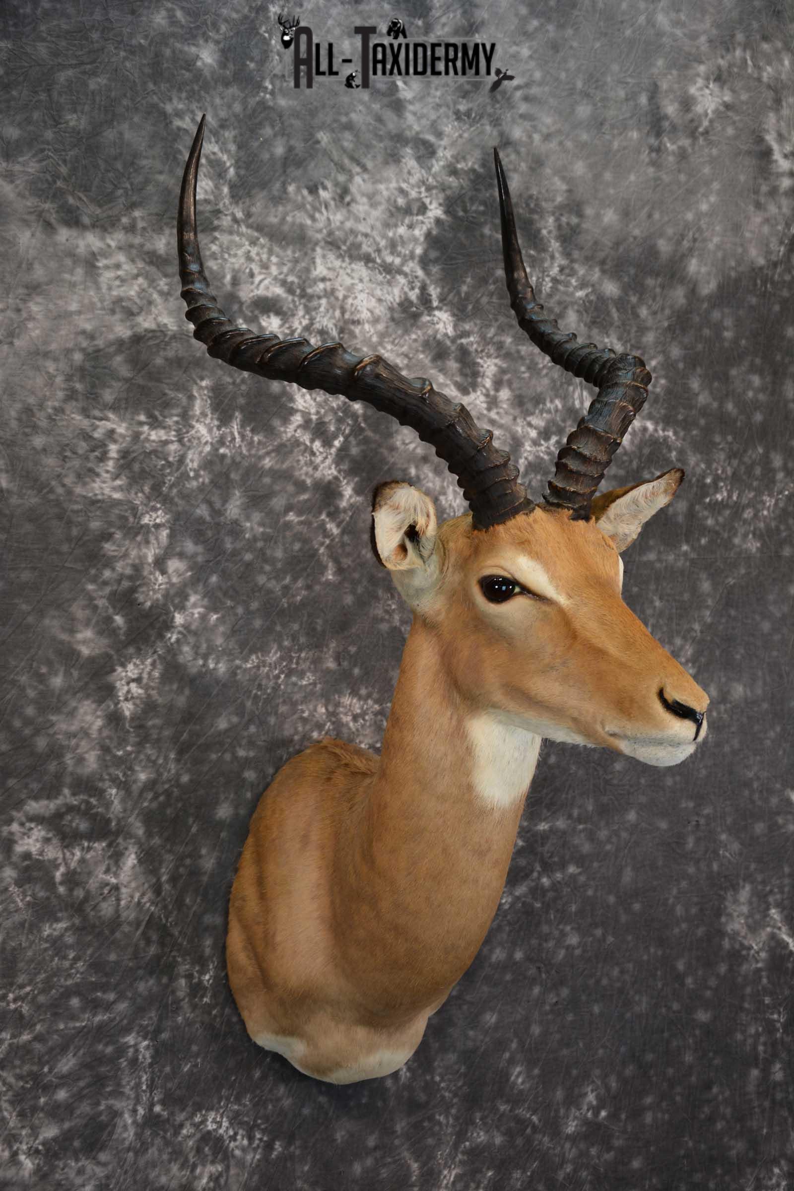 African Impala Taxidermy Mount for sale SKU 1500 - Image 6