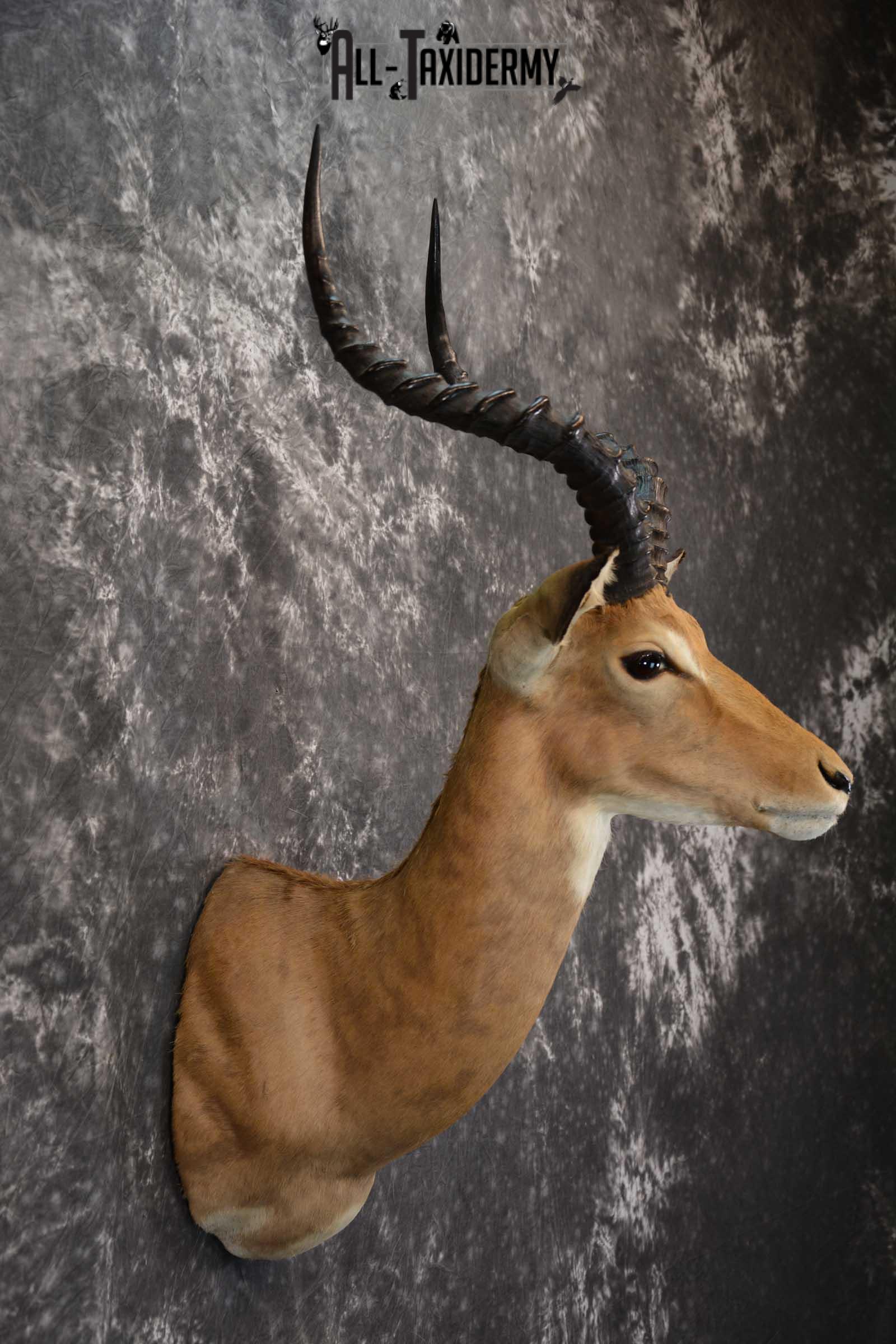 African Impala Taxidermy Mount for sale SKU 1500 - Image 5