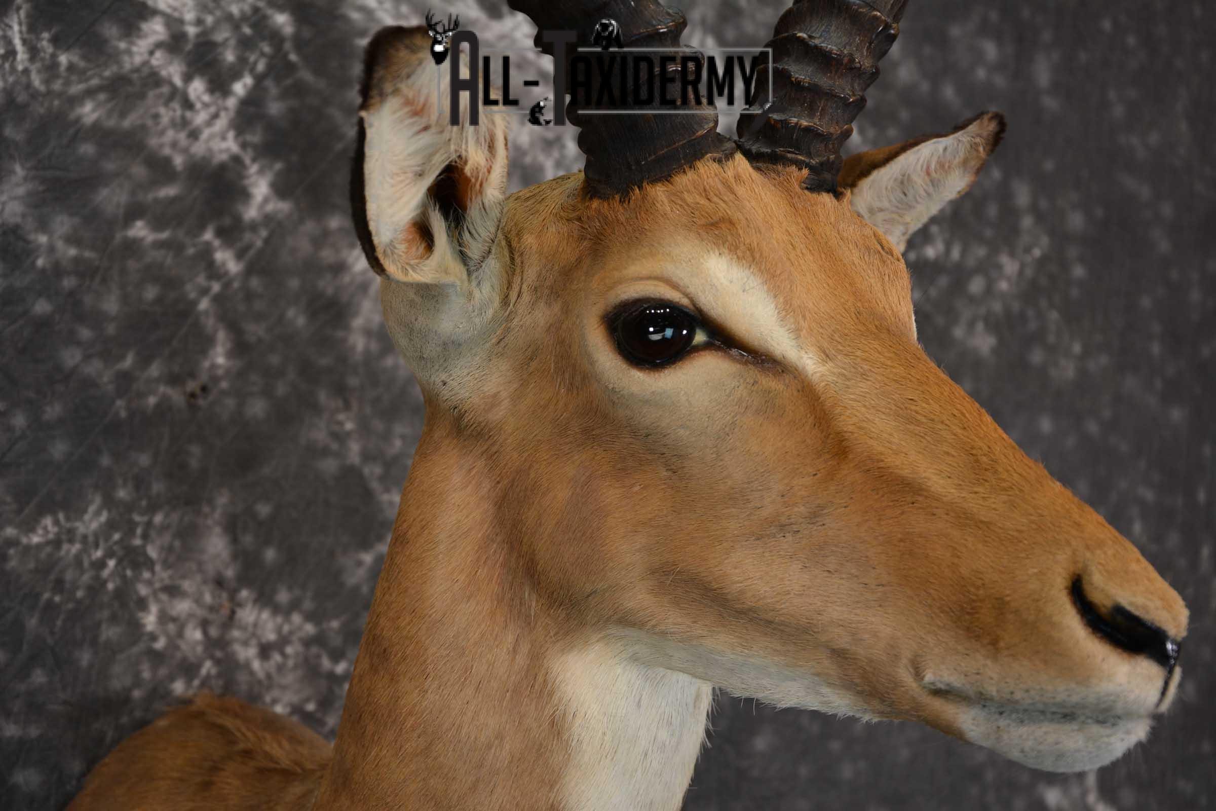 African Impala Taxidermy Mount for sale SKU 1500 - Image 4