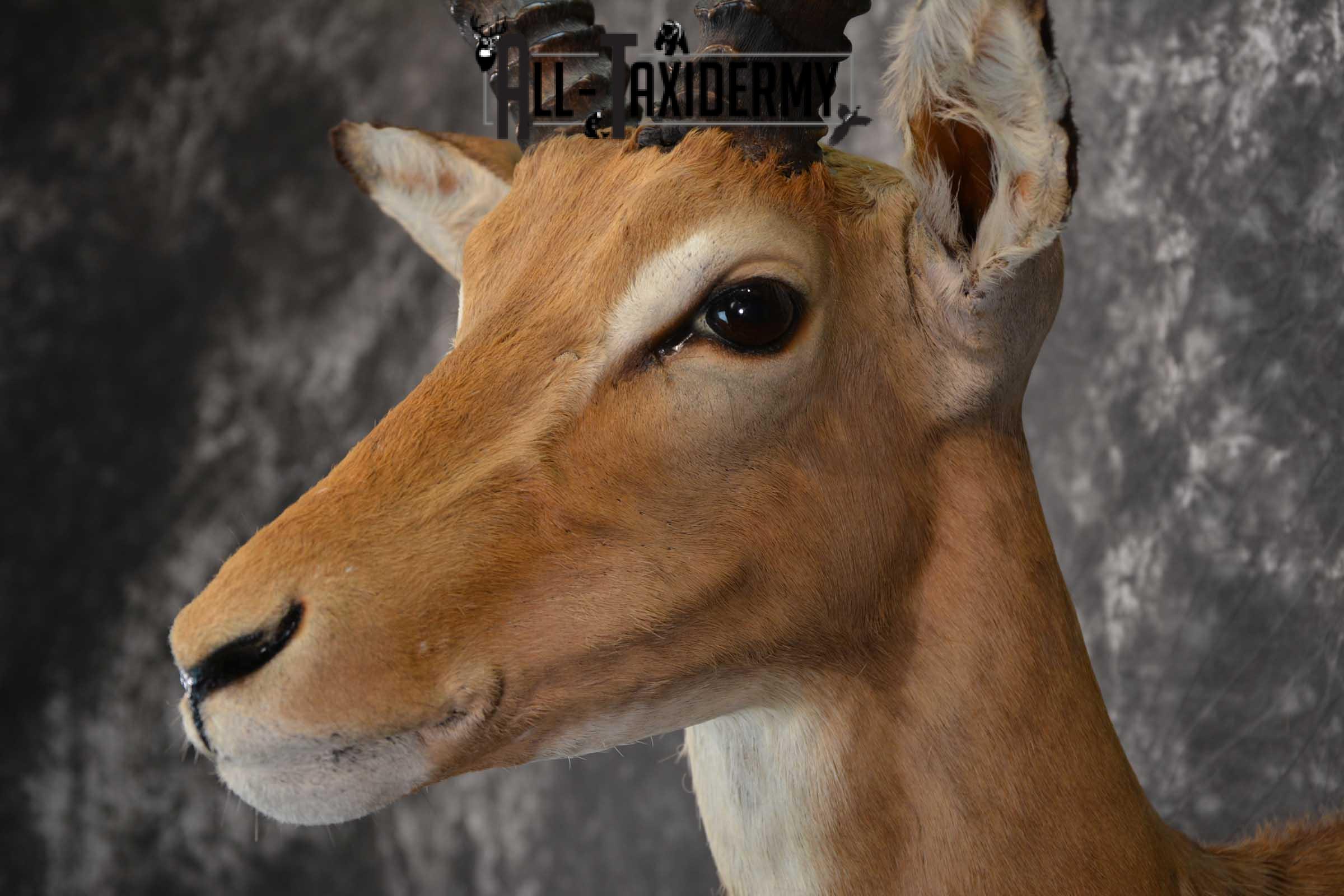 African Impala Taxidermy Mount for sale SKU 1500 - Image 3