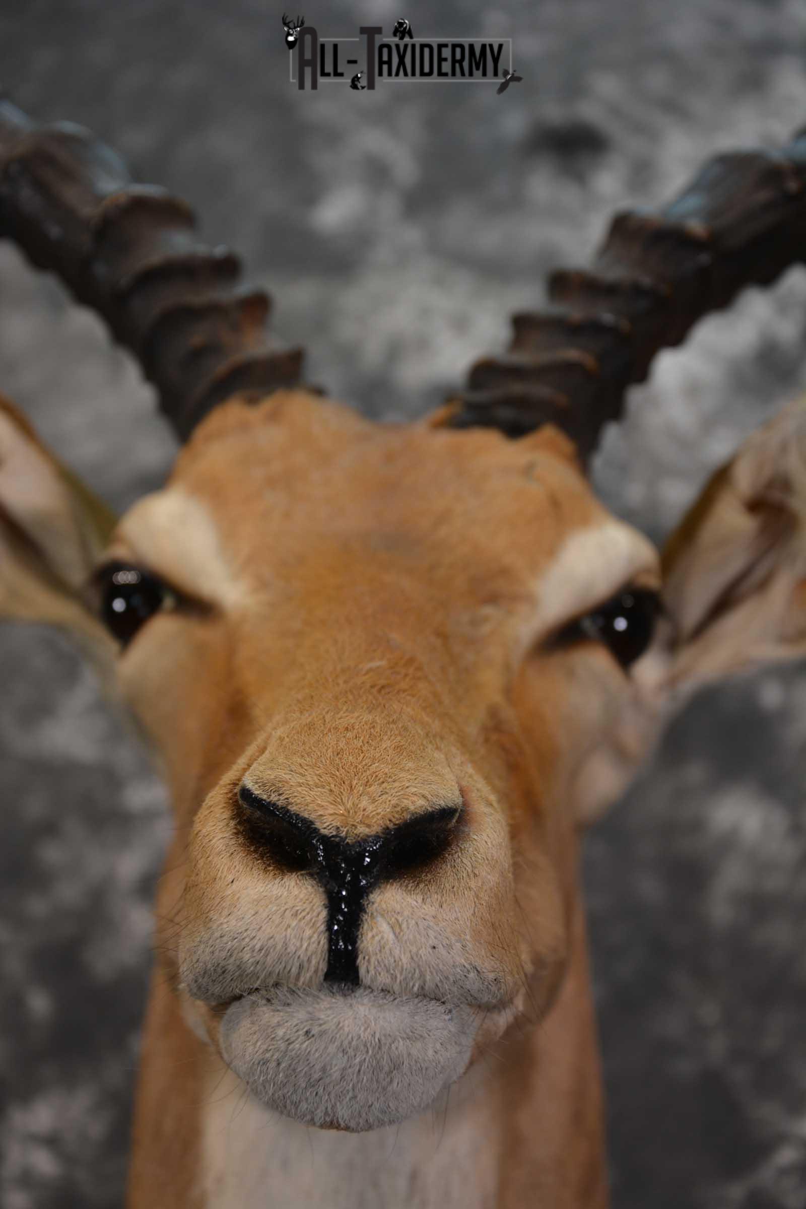 African Impala Taxidermy Mount for sale SKU 1500 - Image 2
