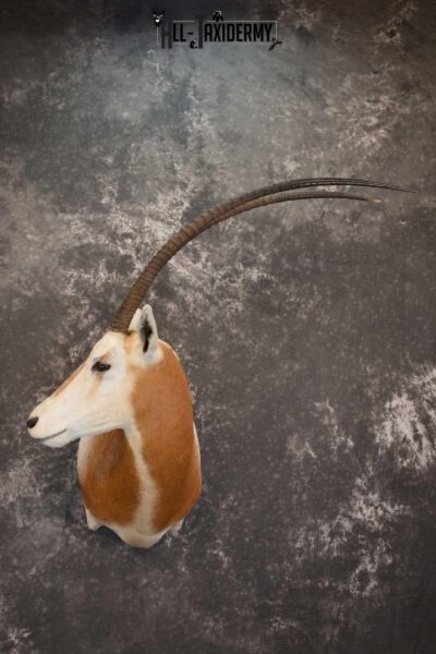 African Scimitar-Horn Oryx Taxidermy Mount for sale SKU 1504