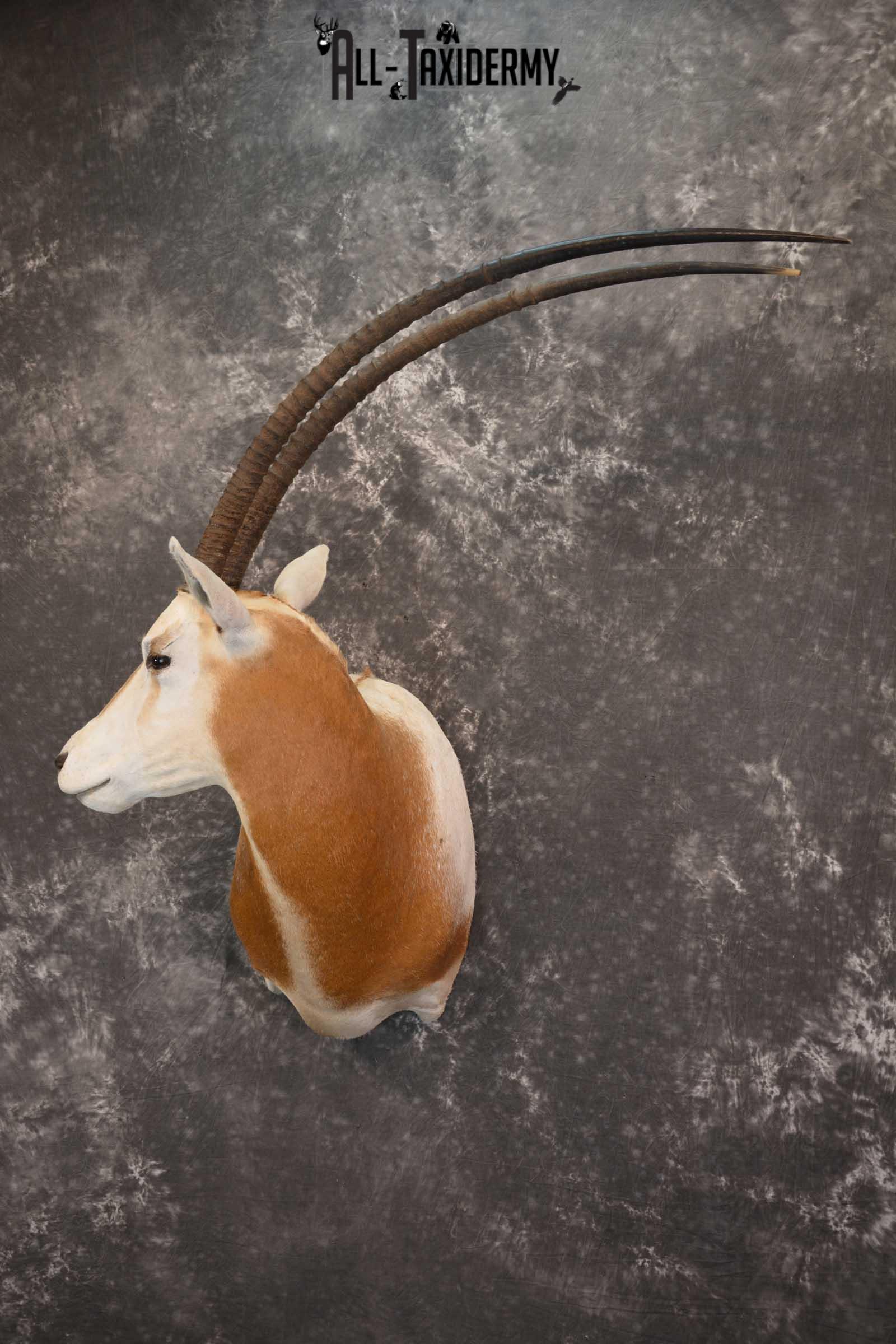 African Scimitar-Horn Oryx Taxidermy Mount for sale SKU 1504 - Image 7