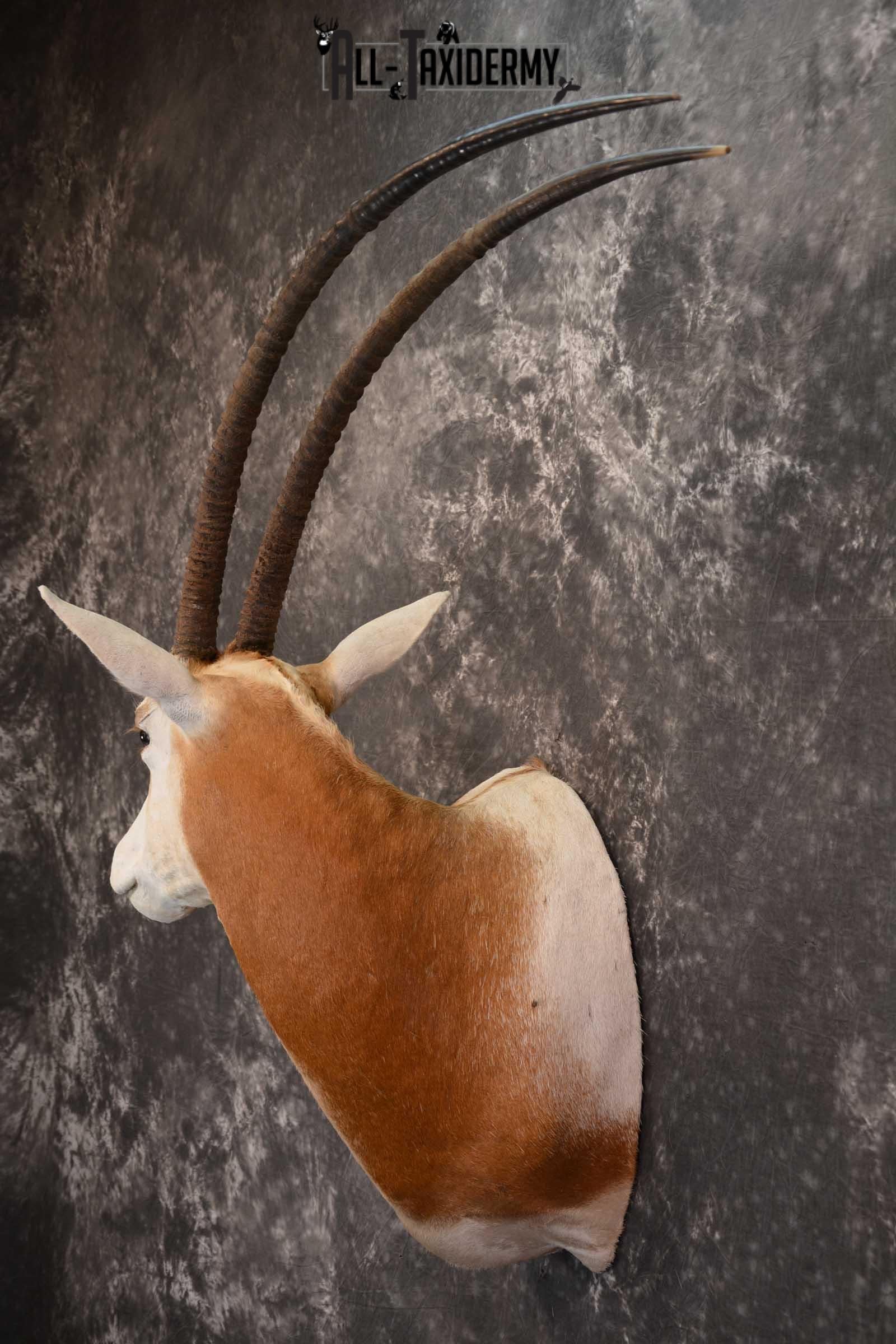 African Scimitar-Horn Oryx Taxidermy Mount for sale SKU 1504 - Image 6