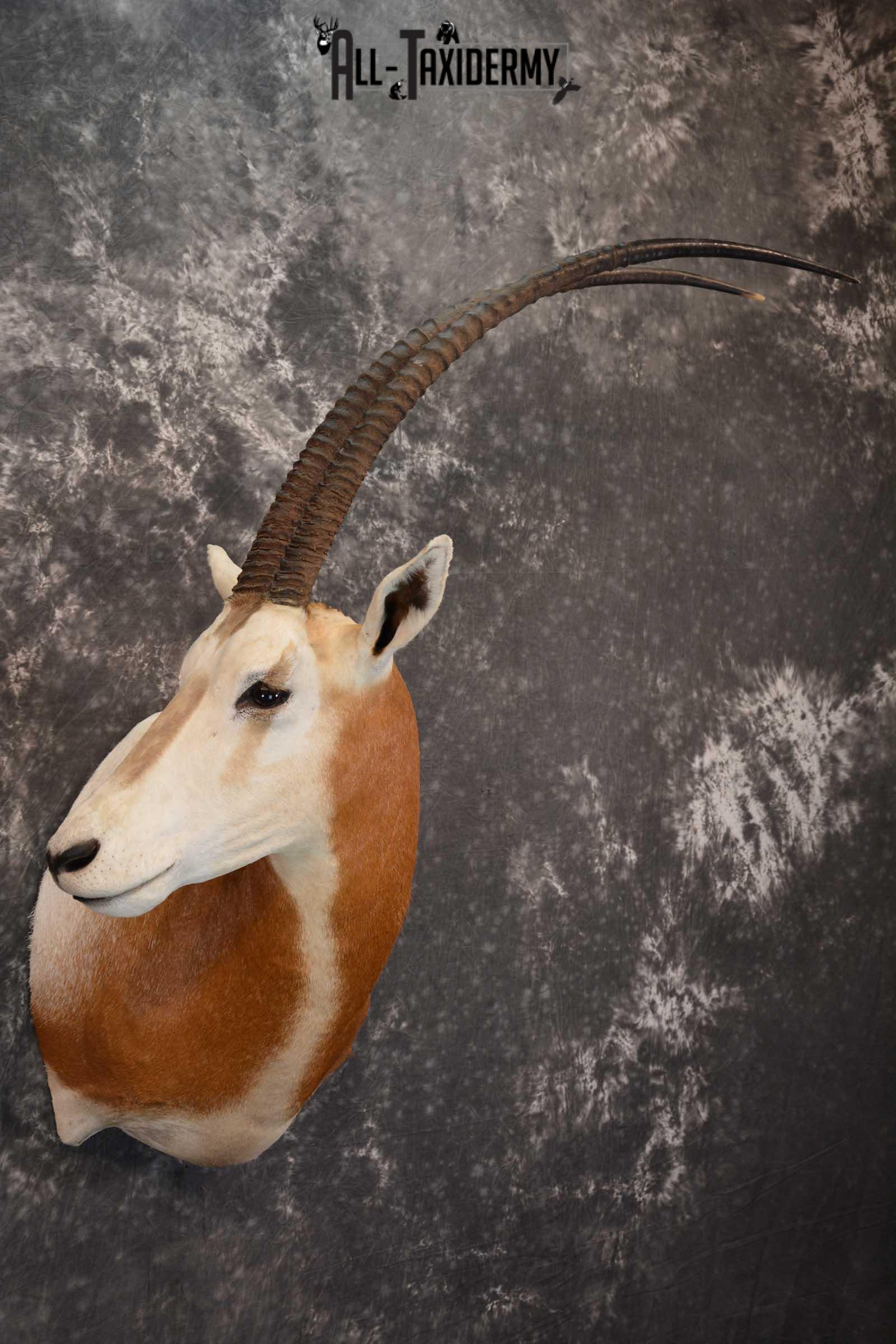 African Scimitar-Horn Oryx Taxidermy Mount for sale SKU 1504 - Image 5
