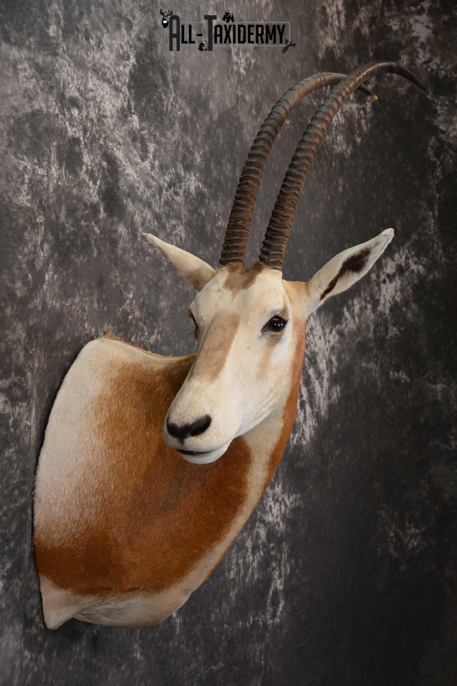 African Scimitar-Horn Oryx Taxidermy Mount for sale SKU 1504 - Image 4