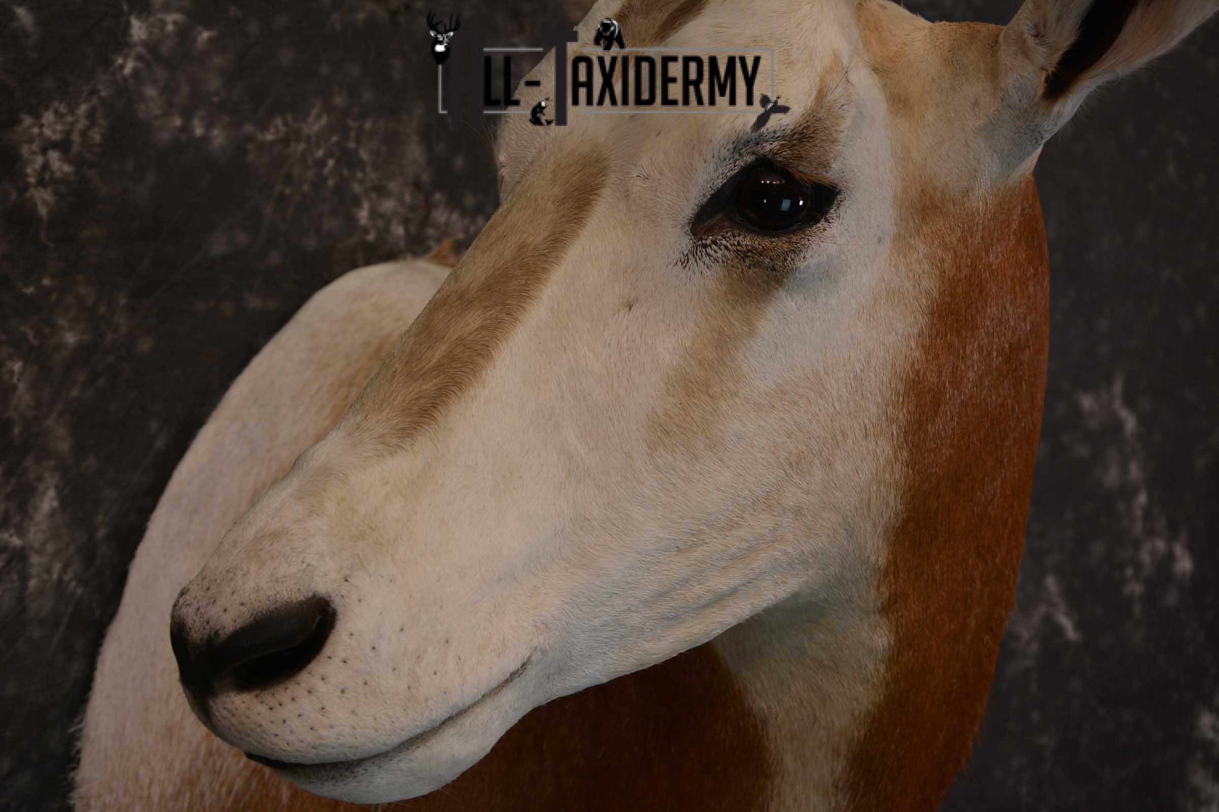 African Scimitar-Horn Oryx Taxidermy Mount for sale SKU 1504 - Image 3