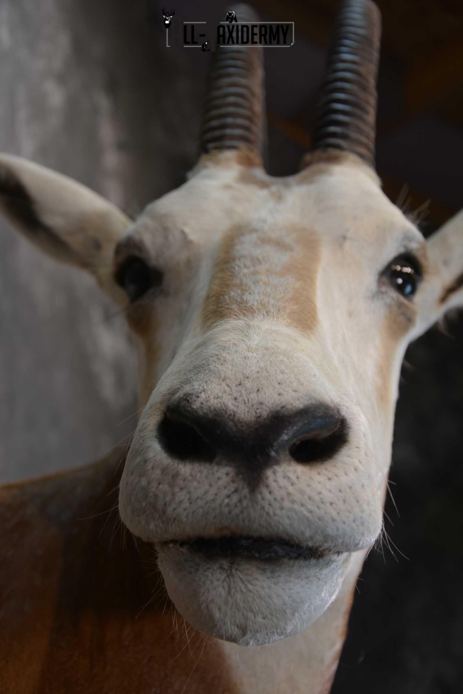 African Scimitar-Horn Oryx Taxidermy Mount for sale SKU 1504 - Image 2