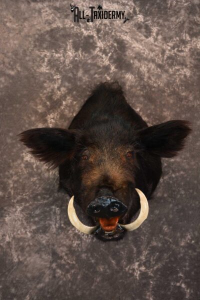 Razorback Wild Boar Taxidermy Mount for sale SKU 1523