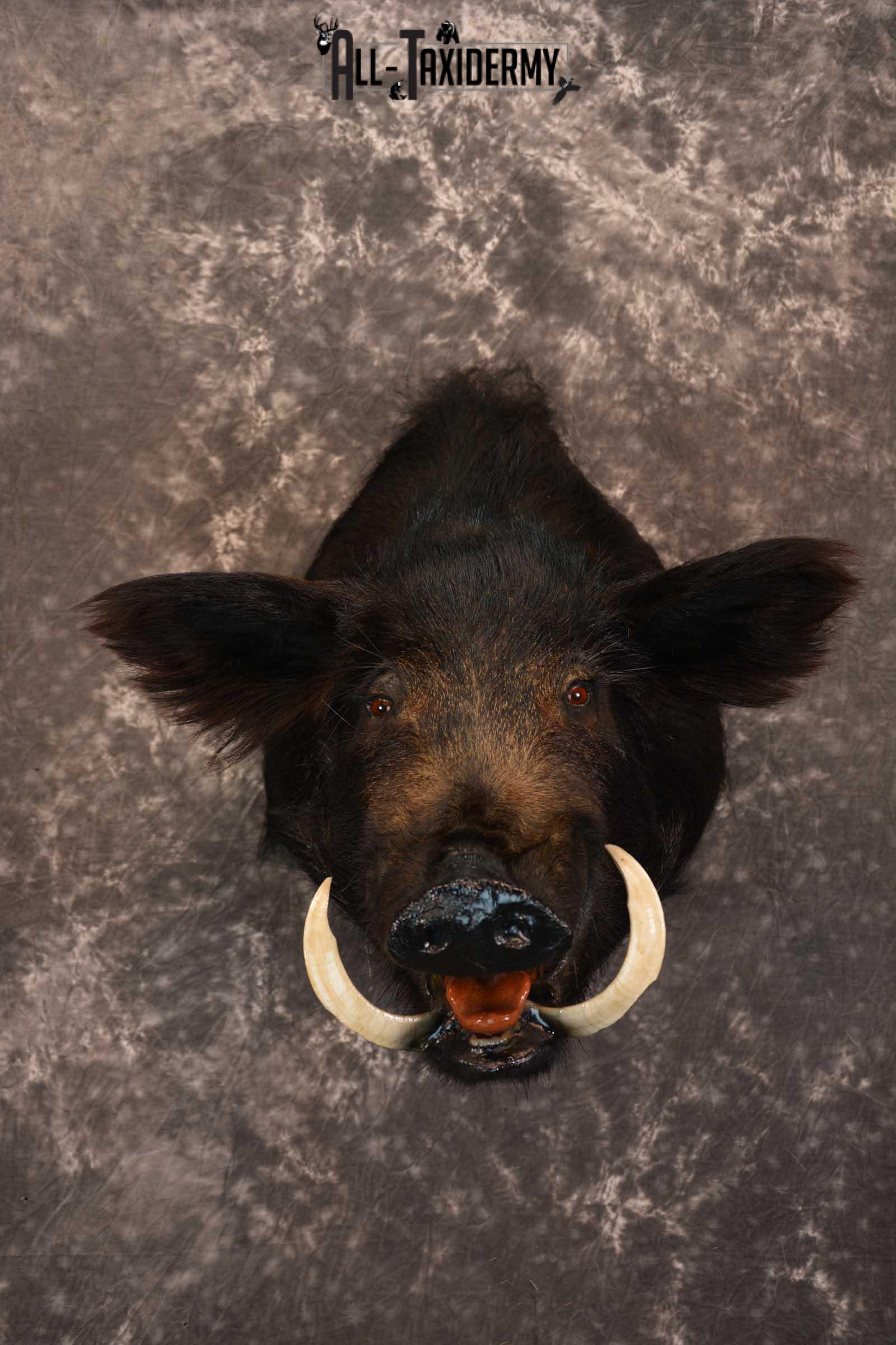 Razorback Wild Boar Taxidermy Mount for sale SKU 1523