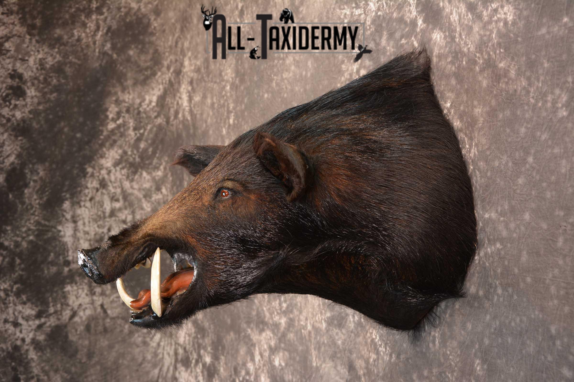 Razorback Wild Boar Taxidermy Mount for sale SKU 1523 - Image 7